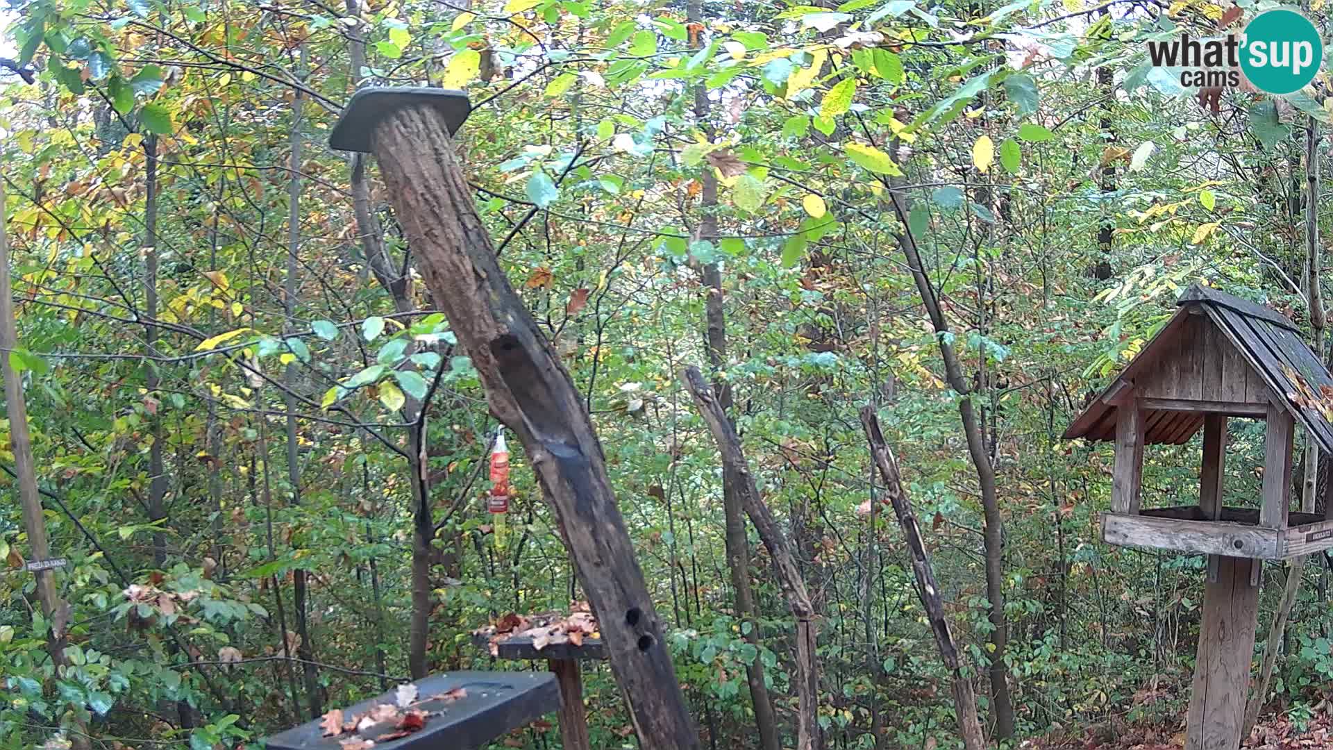Comederos para pájaros en ZOO Ljubljana camera en vivo
