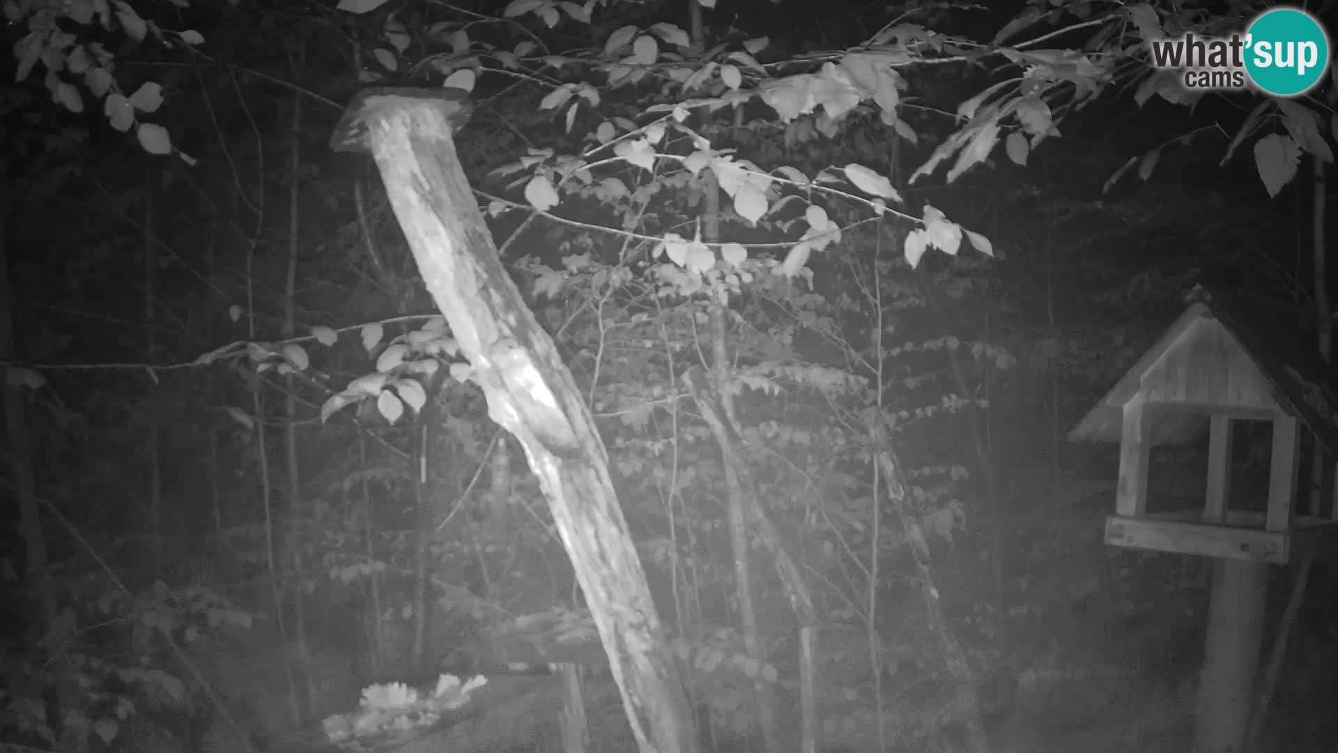 Comederos para pájaros en ZOO Ljubljana camera en vivo