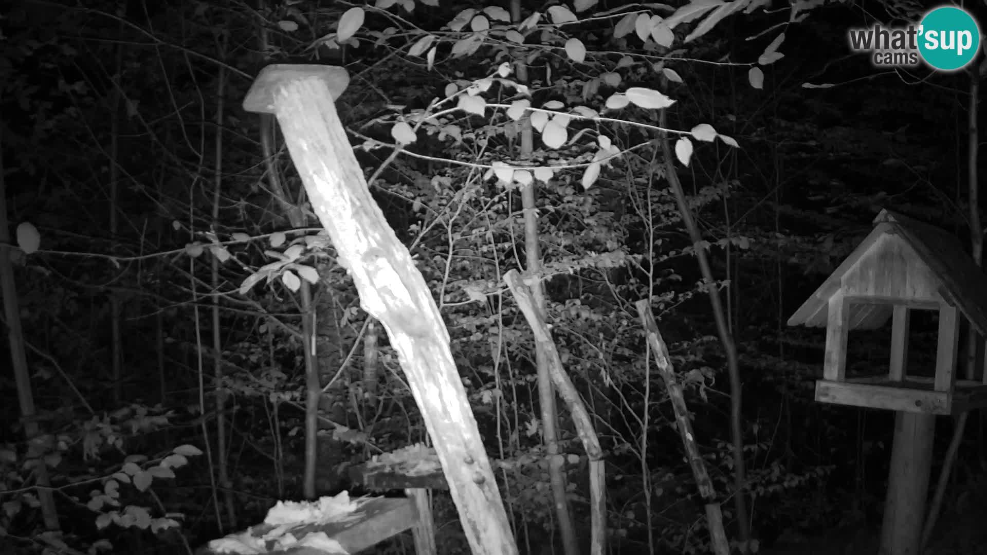 Mangeoires pour oiseaux au ZOO live webcam Ljubljana