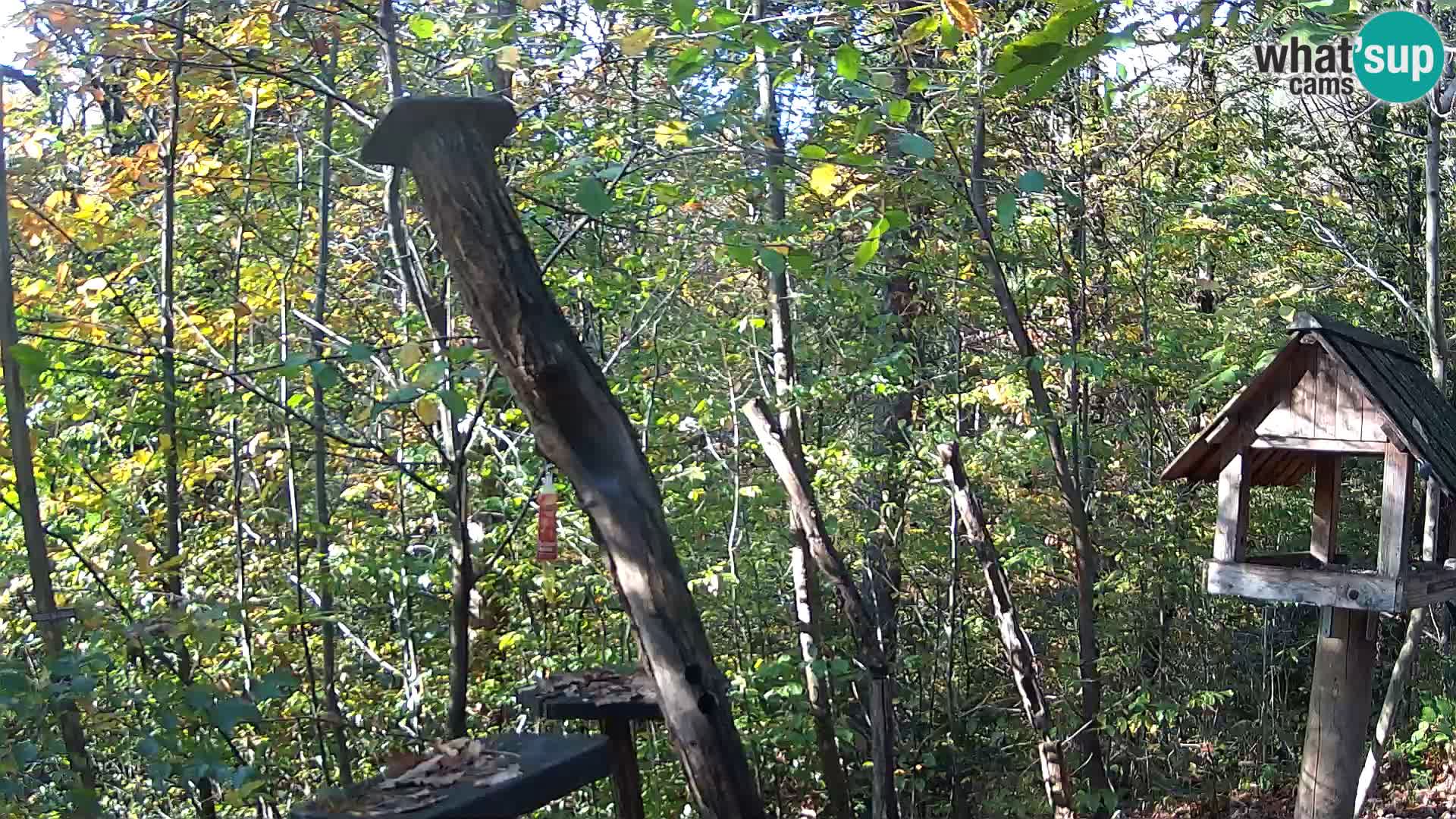 Mangeoires pour oiseaux au ZOO live webcam Ljubljana