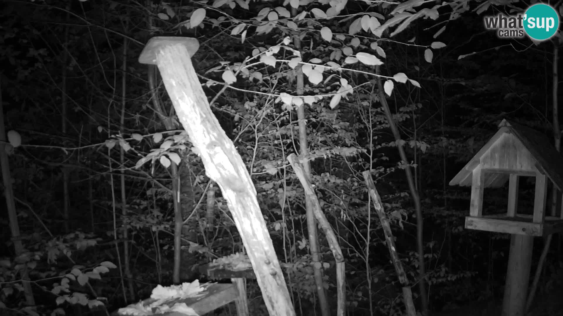 Mangeoires pour oiseaux au ZOO live webcam Ljubljana