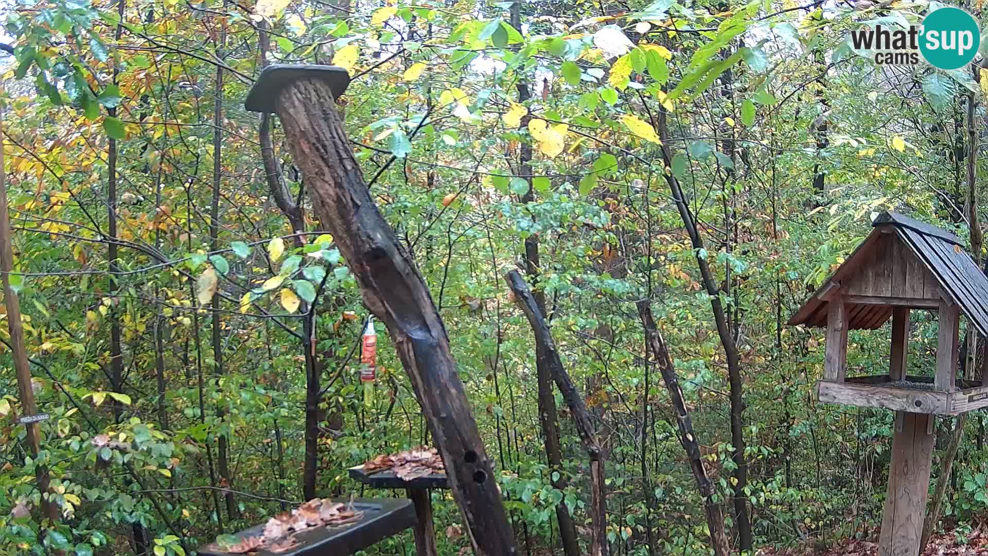 Vogelfutterhäuschen im ZOO webcam Ljubljana