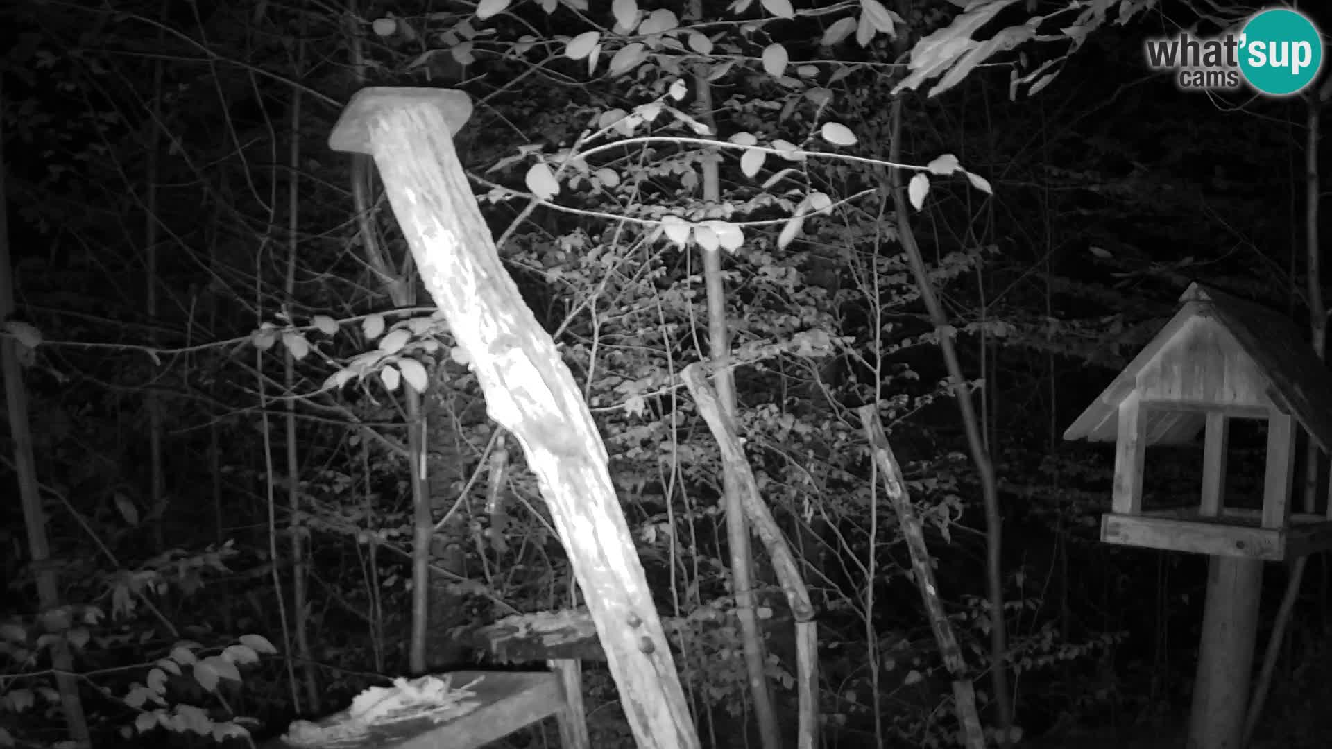 Mangiatoie per uccelli allo ZOO di Lubiana livecam