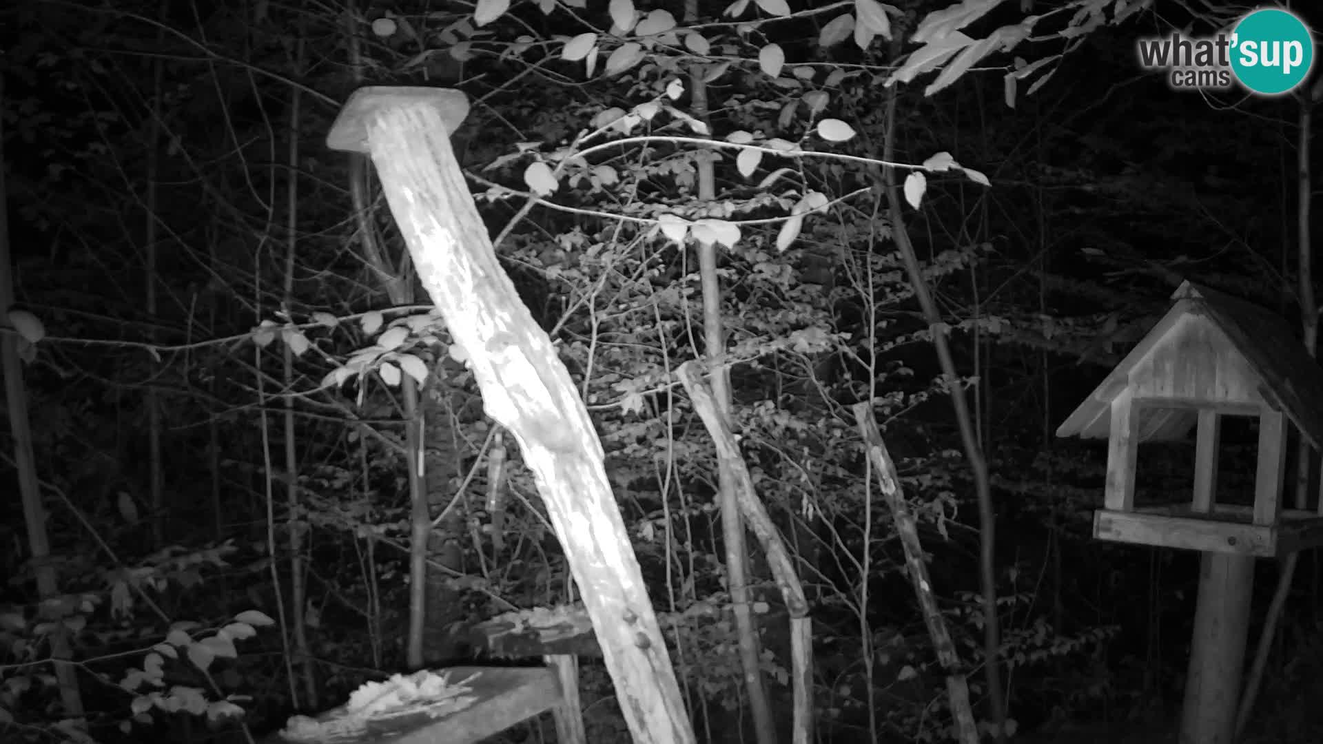 Mangeoires pour oiseaux au ZOO live webcam Ljubljana