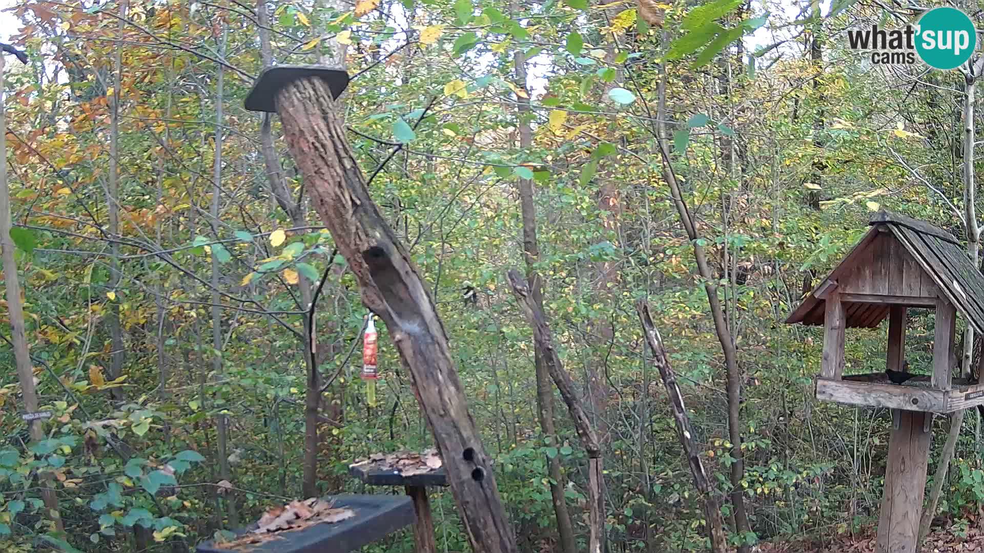 Comederos para pájaros en ZOO Ljubljana camera en vivo
