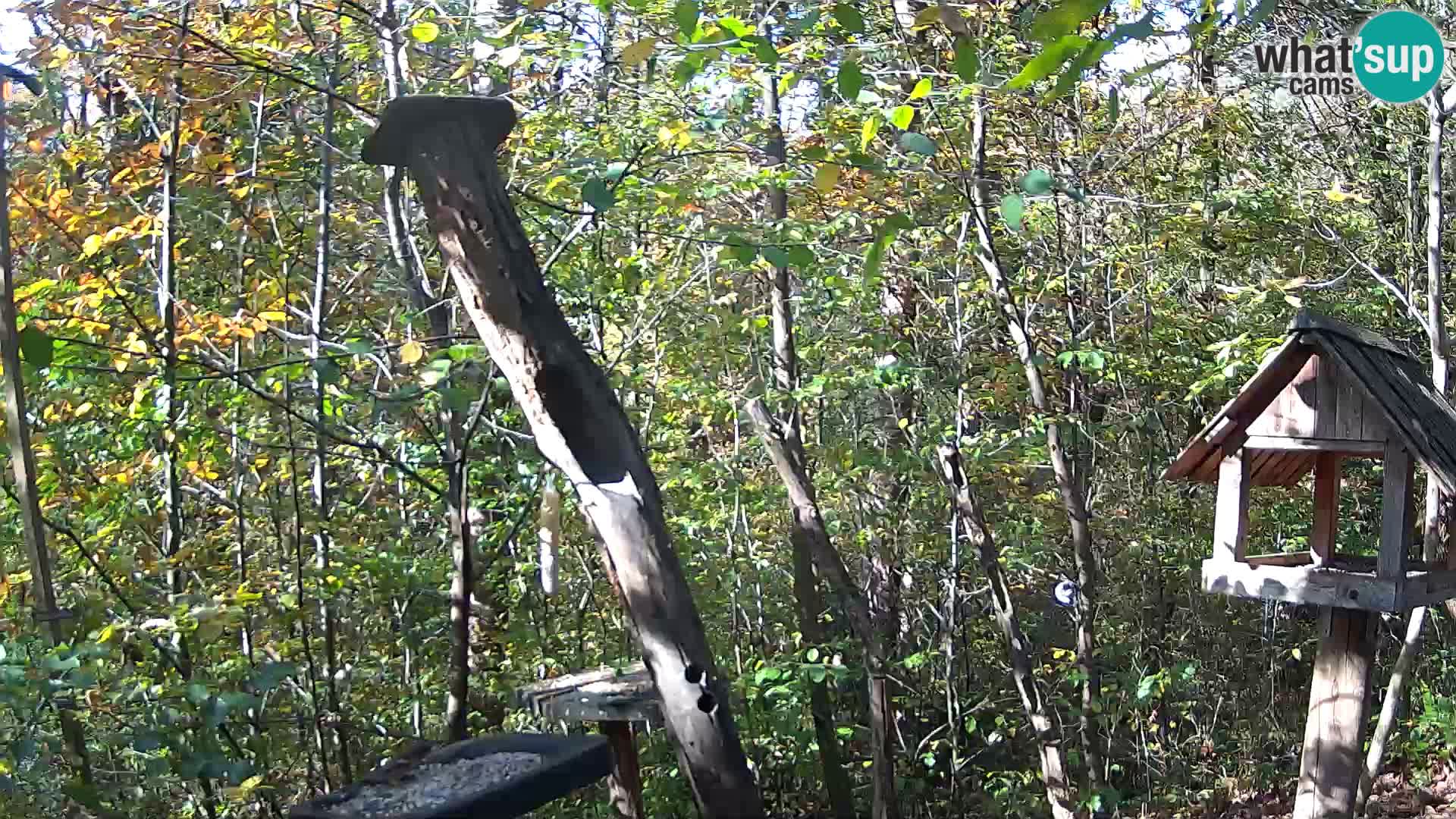 Comederos para pájaros en ZOO Ljubljana camera en vivo