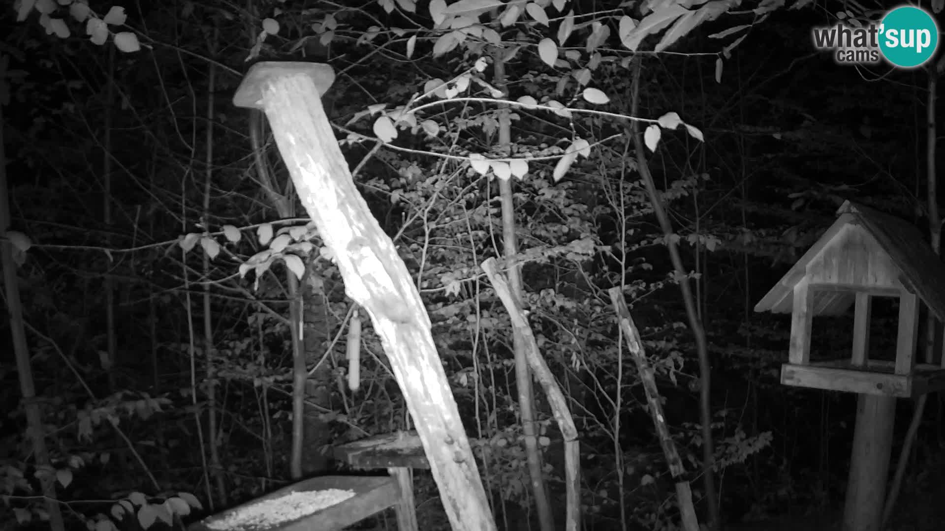 Mangeoires pour oiseaux au ZOO live webcam Ljubljana
