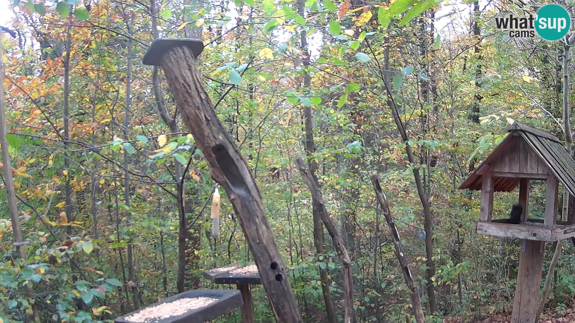 Mangeoires pour oiseaux au ZOO live webcam Ljubljana