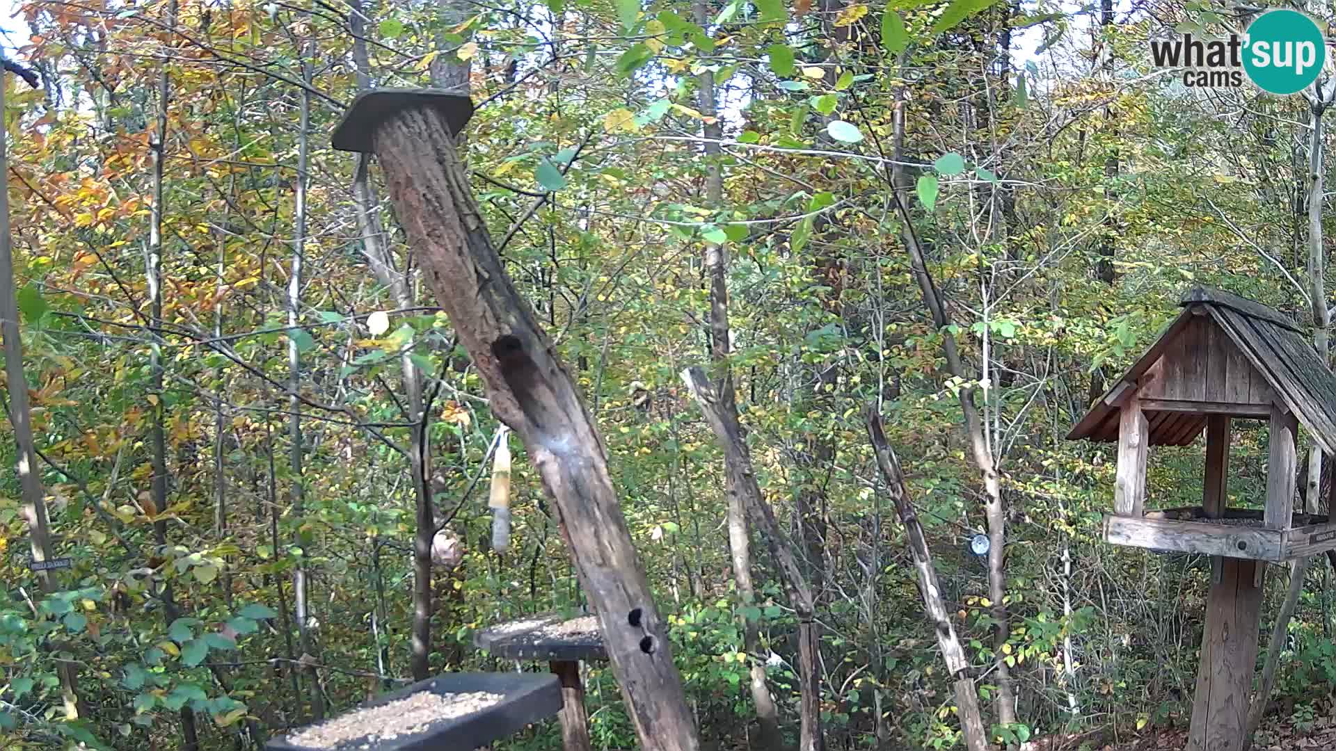 Hranilice za ptice u ZOO web kamera Ljubljana