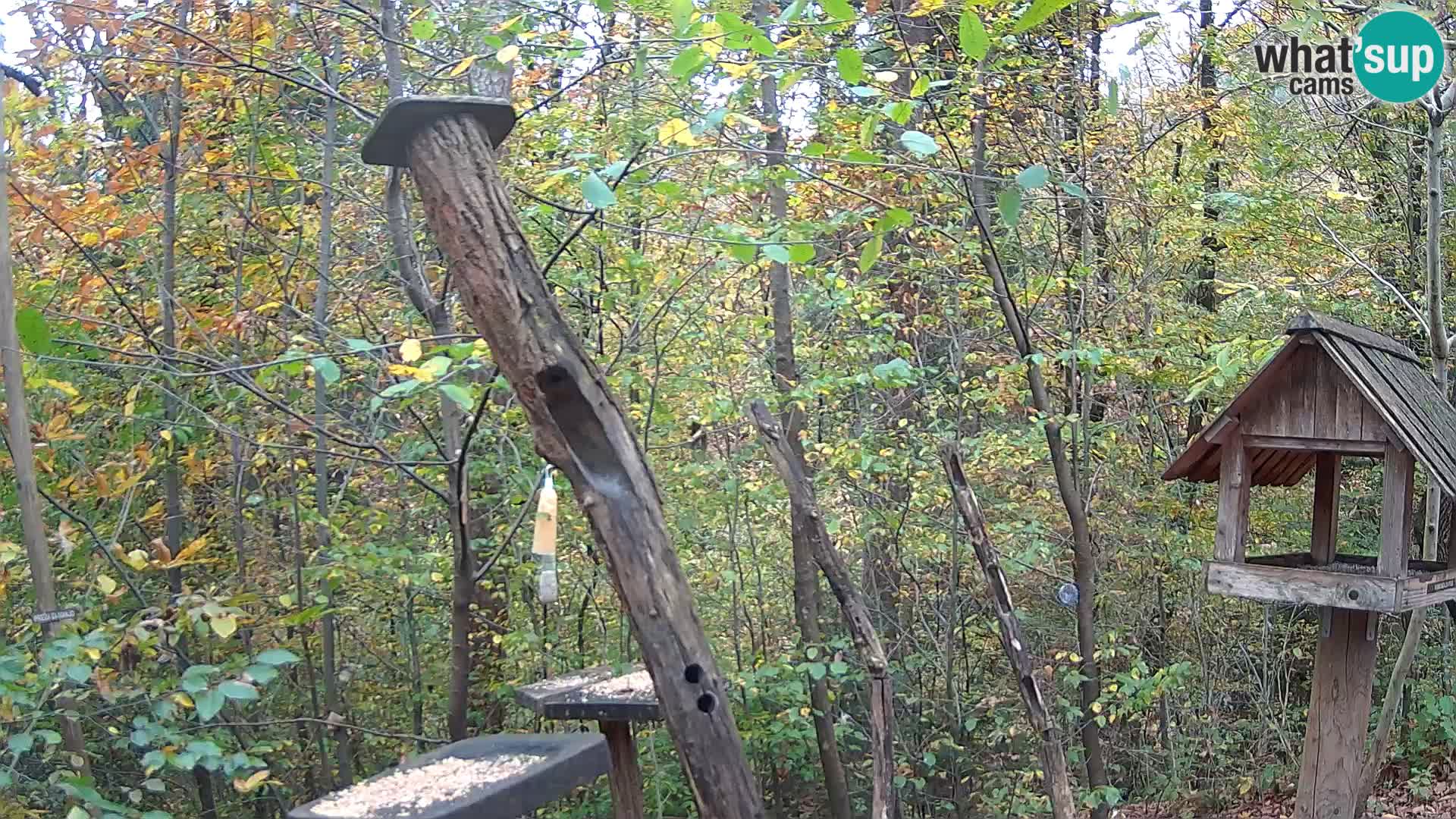 Hranilice za ptice u ZOO web kamera Ljubljana
