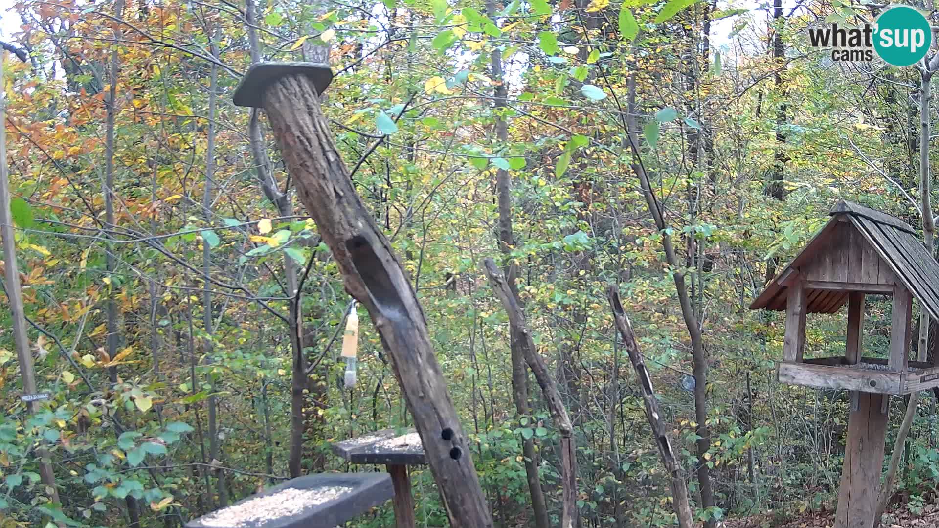 Bird feeders at ZOO Ljubljana webcam