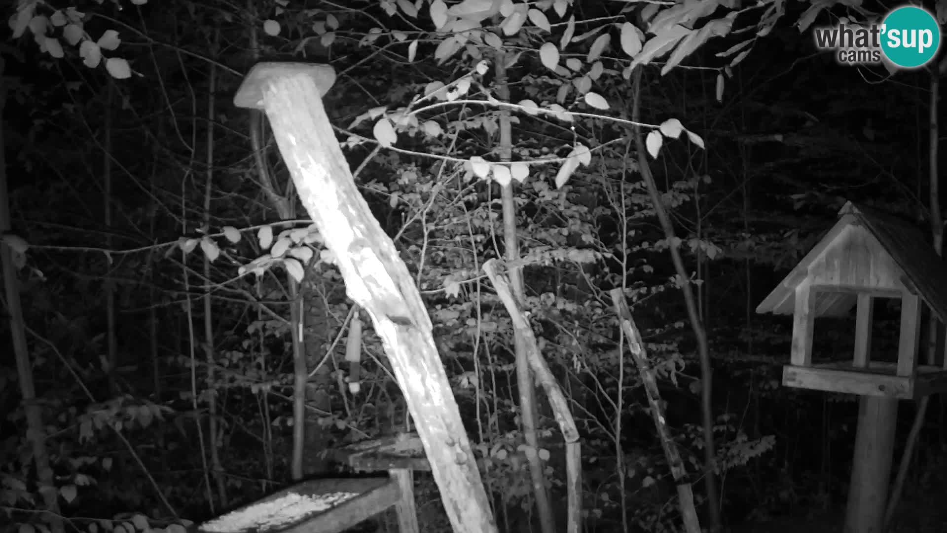 Bird feeders at ZOO Ljubljana webcam