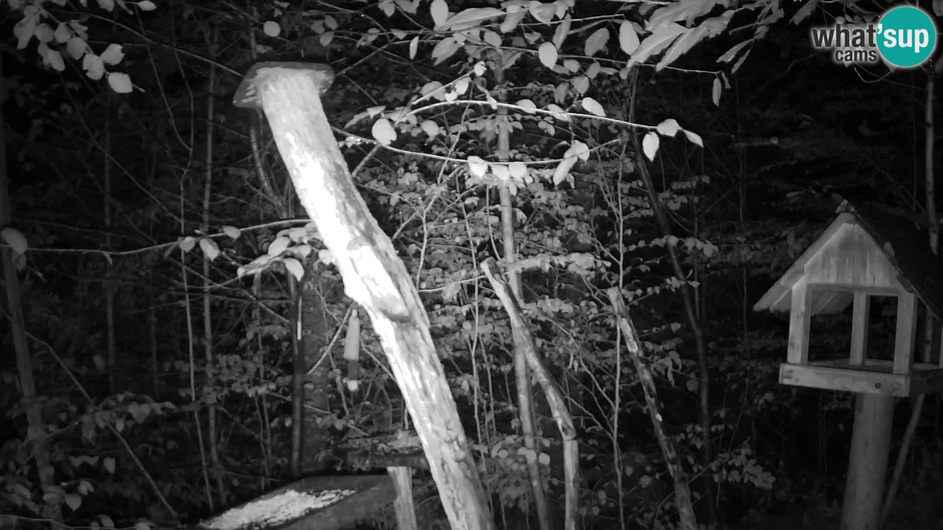 Bird feeders at ZOO Ljubljana webcam