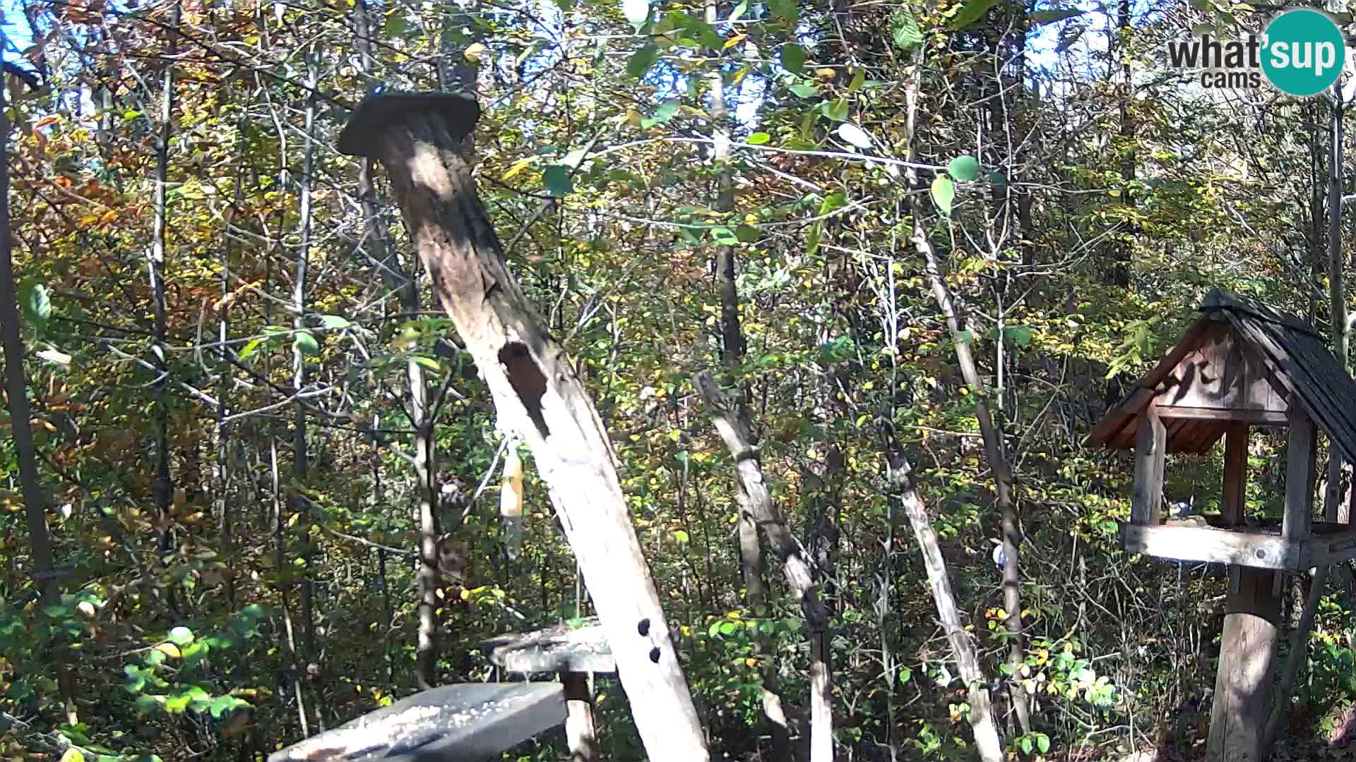 Mangeoires pour oiseaux au ZOO live webcam Ljubljana