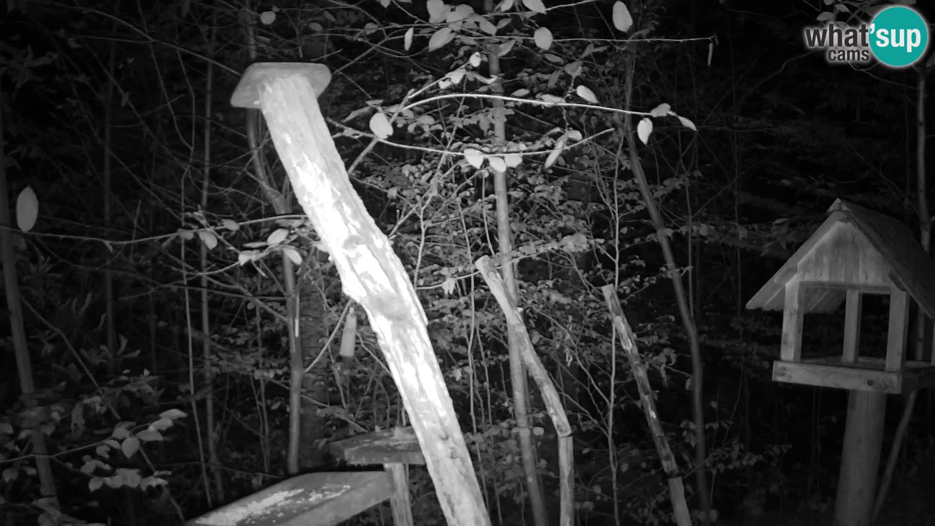 Mangiatoie per uccelli allo ZOO di Lubiana livecam