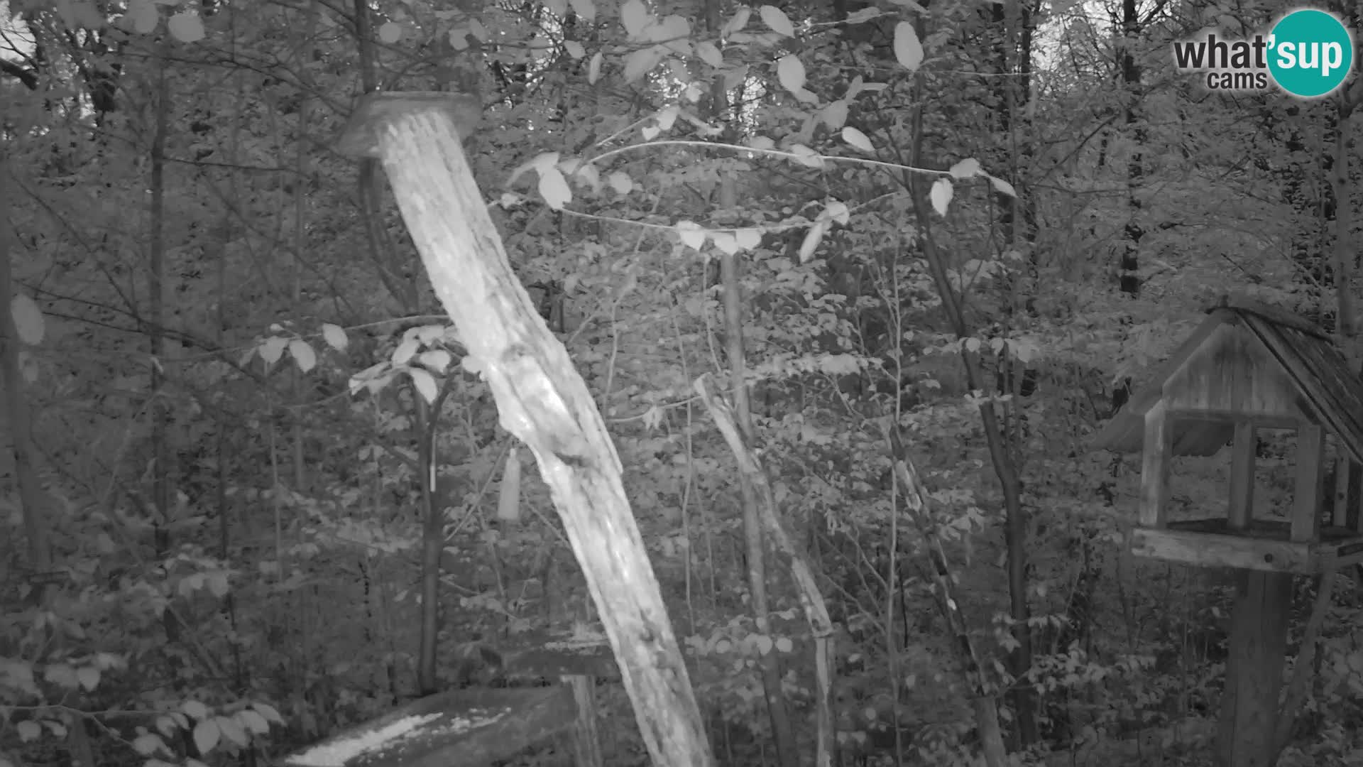 Mangiatoie per uccelli allo ZOO di Lubiana livecam