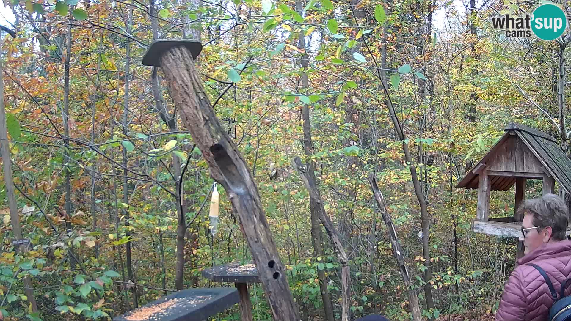 Mangiatoie per uccelli allo ZOO di Lubiana livecam