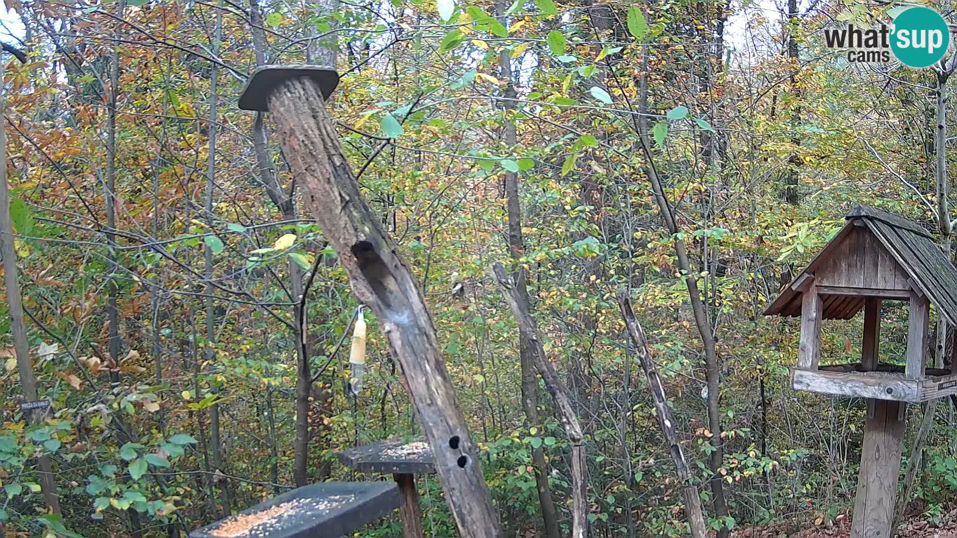 Mangeoires pour oiseaux au ZOO live webcam Ljubljana