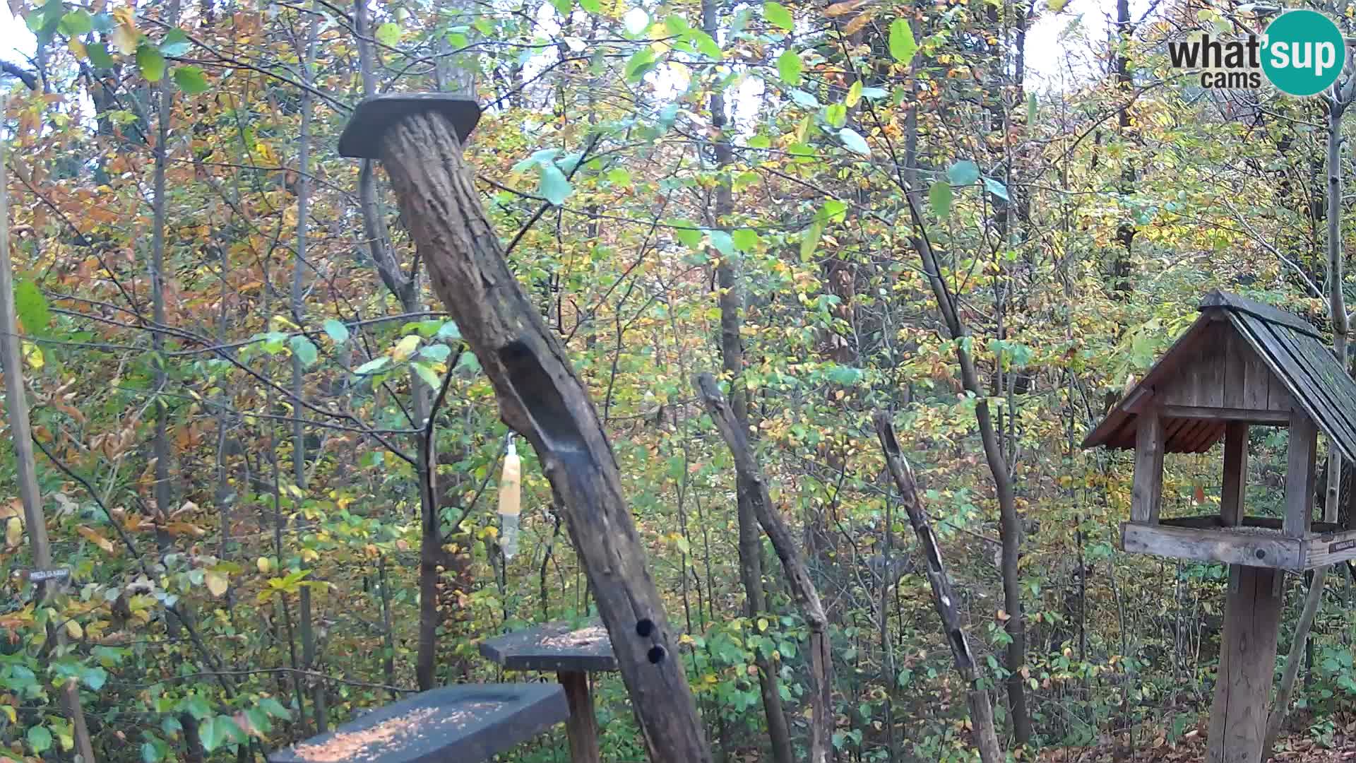 Mangiatoie per uccelli allo ZOO di Lubiana livecam