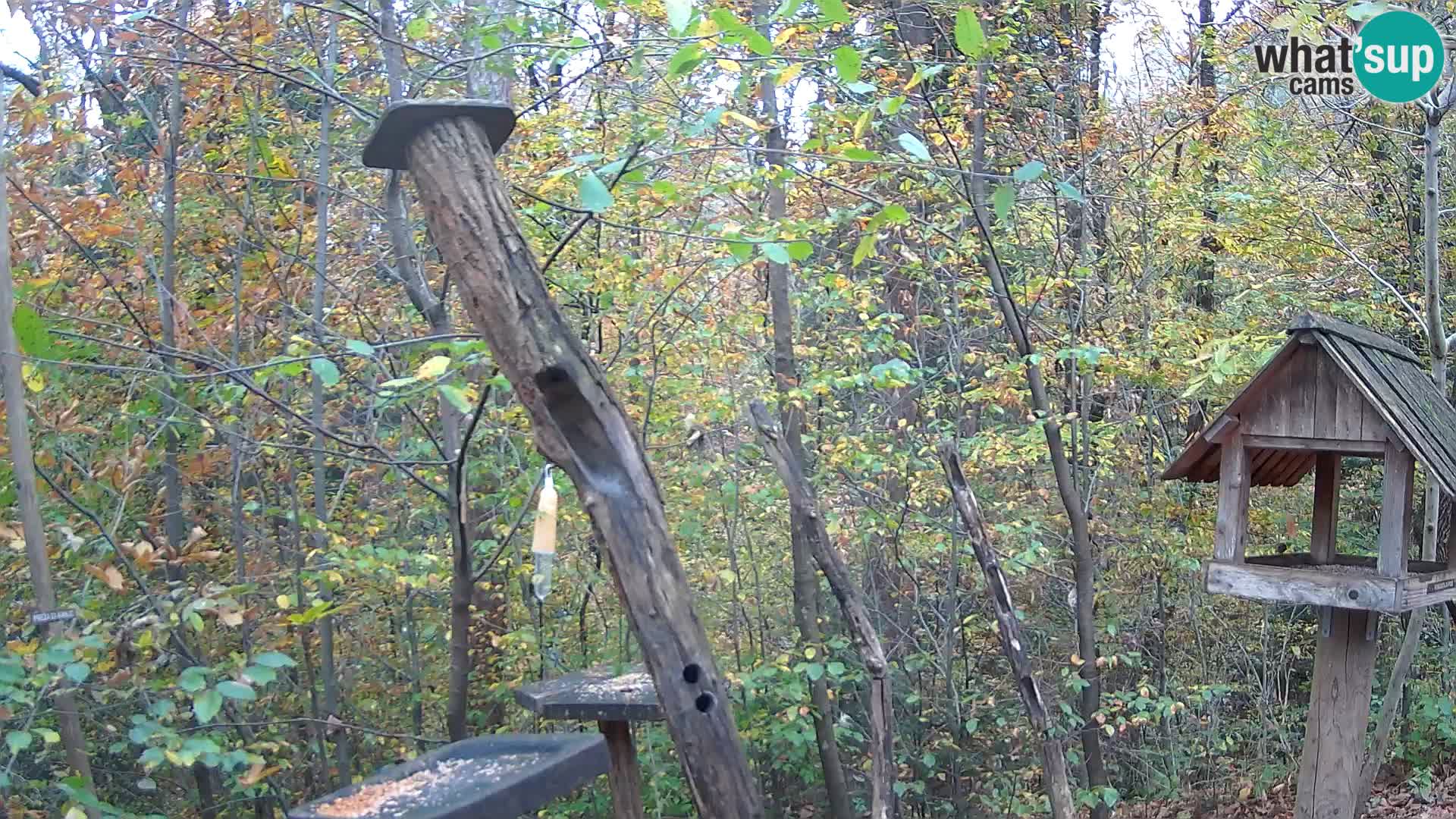 Mangiatoie per uccelli allo ZOO di Lubiana livecam
