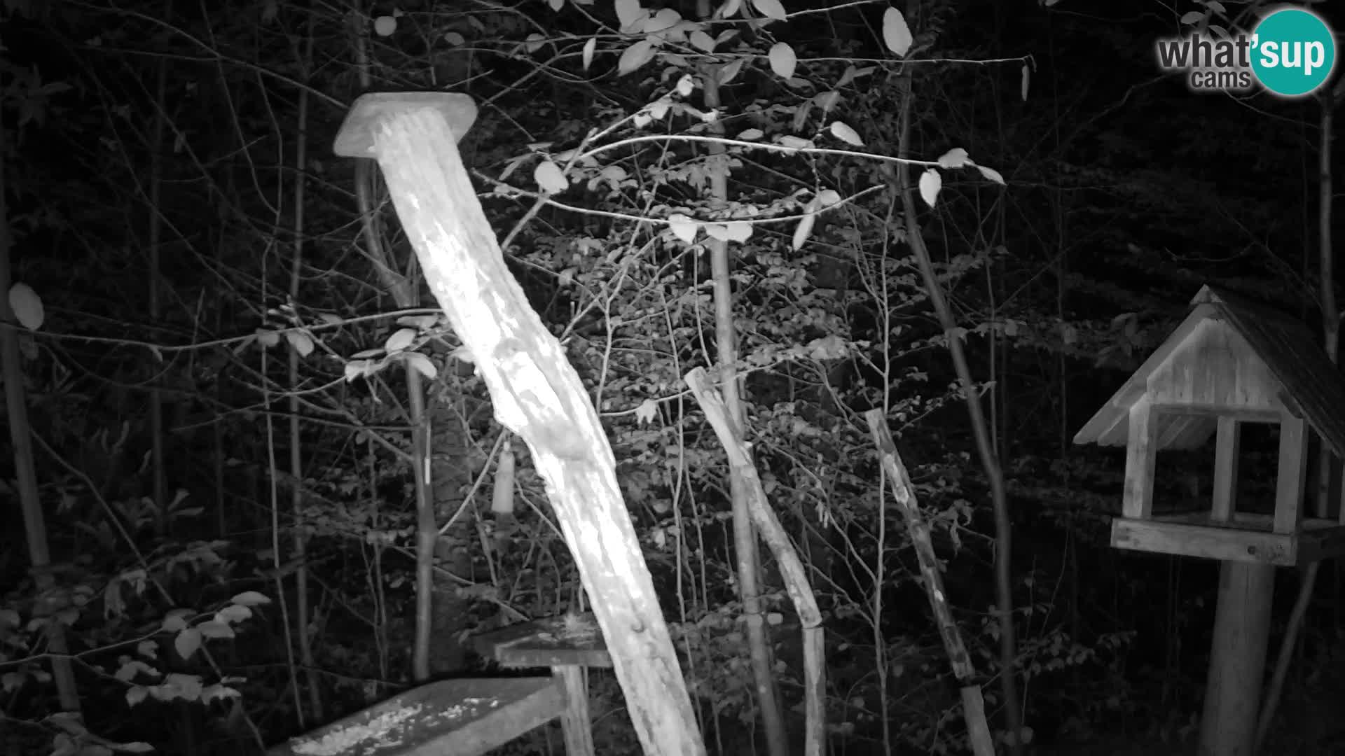 Hranilice za ptice u ZOO web kamera Ljubljana