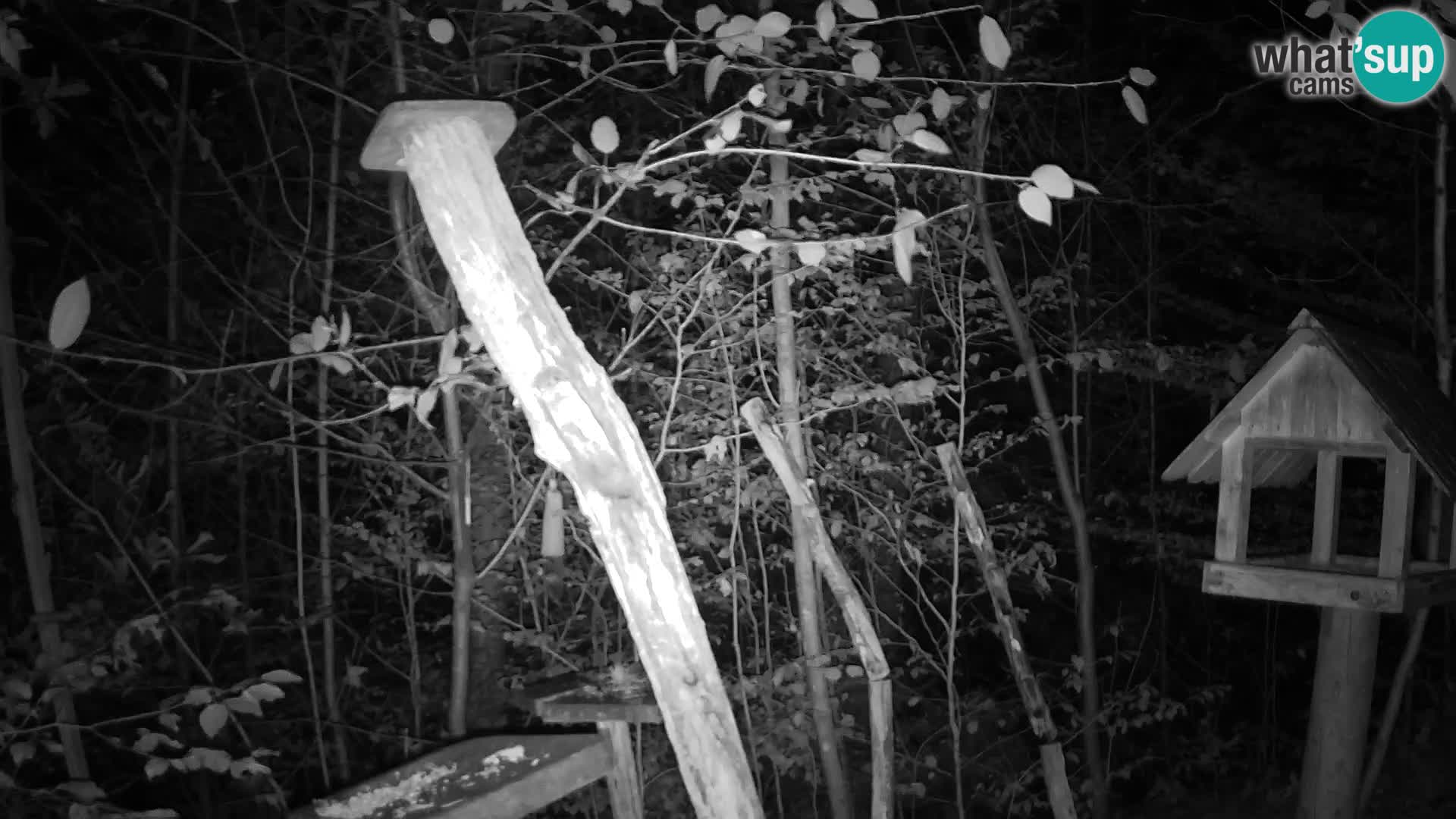 Hranilice za ptice u ZOO web kamera Ljubljana