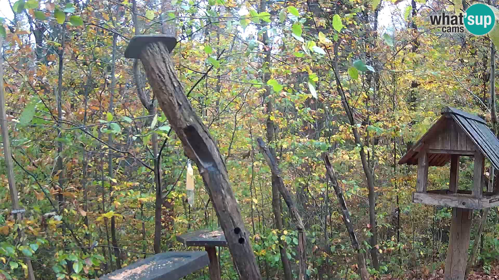 Mangiatoie per uccelli allo ZOO di Lubiana livecam