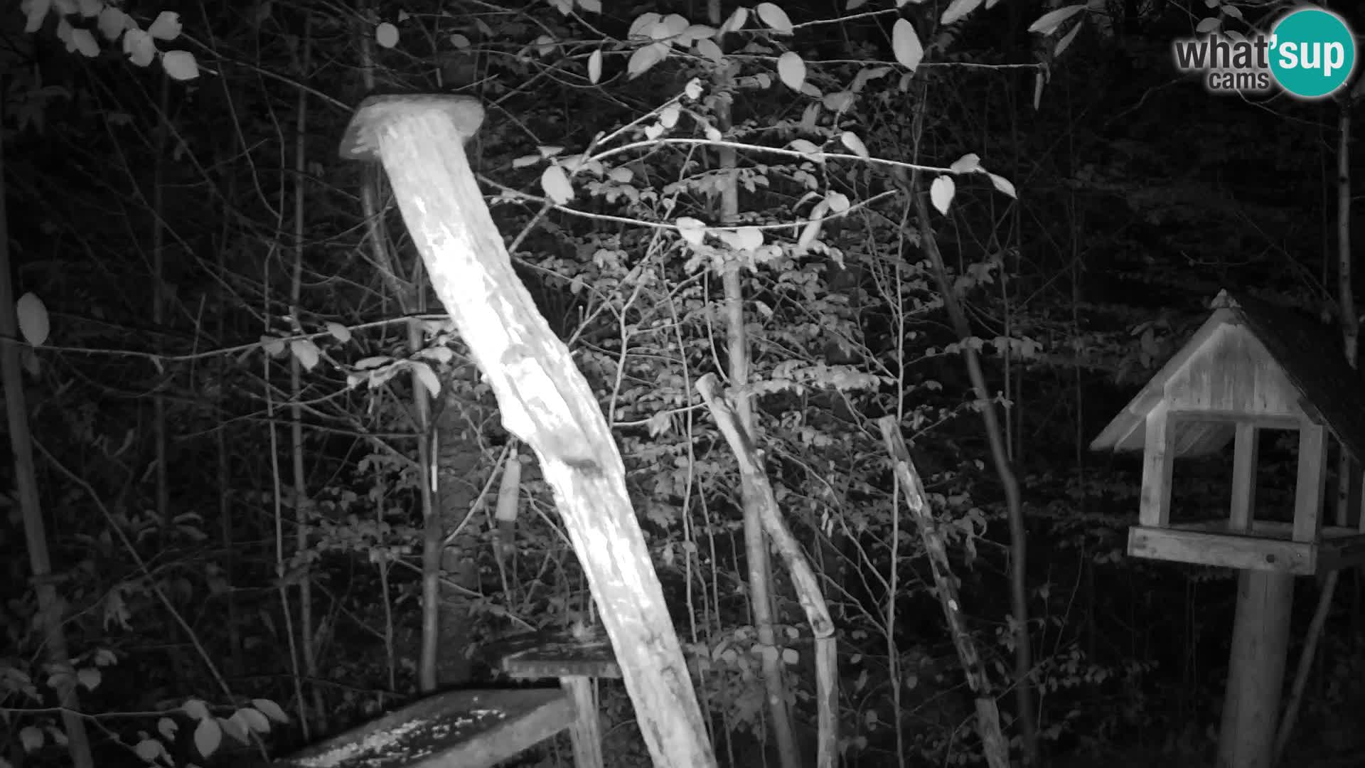 Hranilice za ptice u ZOO web kamera Ljubljana