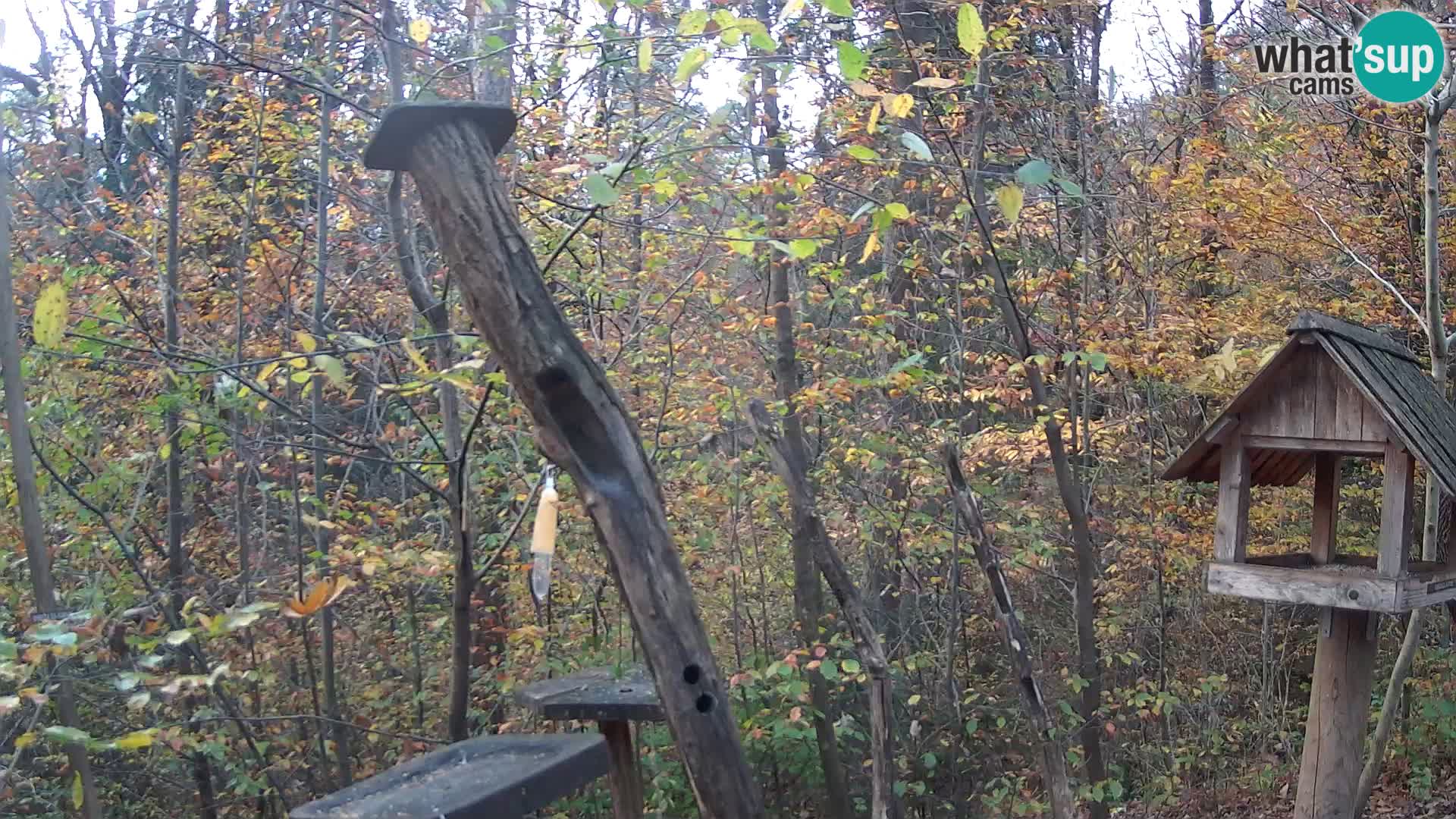 Mangiatoie per uccelli allo ZOO di Lubiana livecam