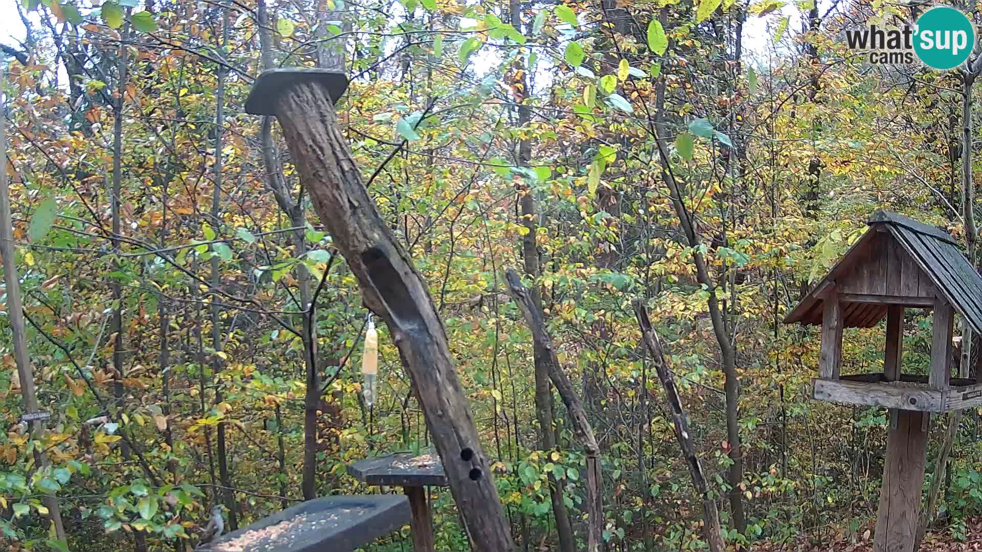 Hranilice za ptice u ZOO web kamera Ljubljana