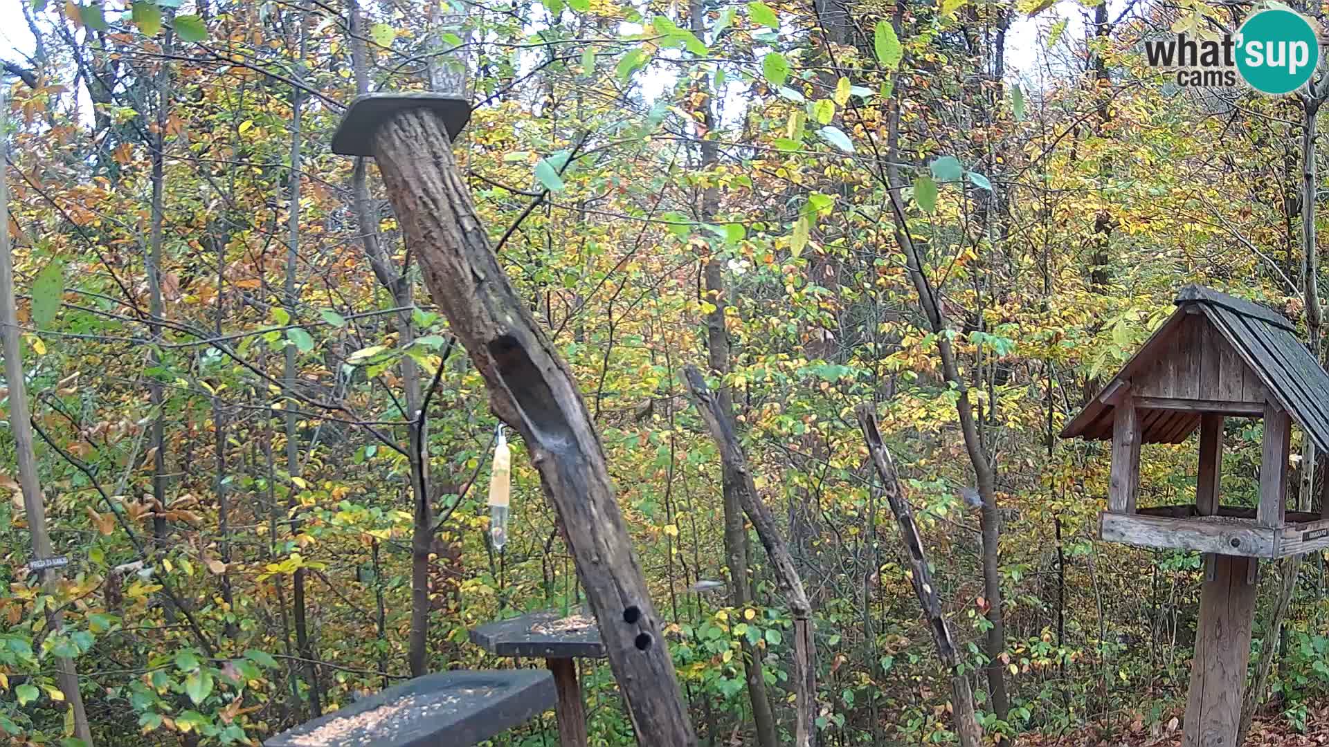 Hranilice za ptice u ZOO web kamera Ljubljana