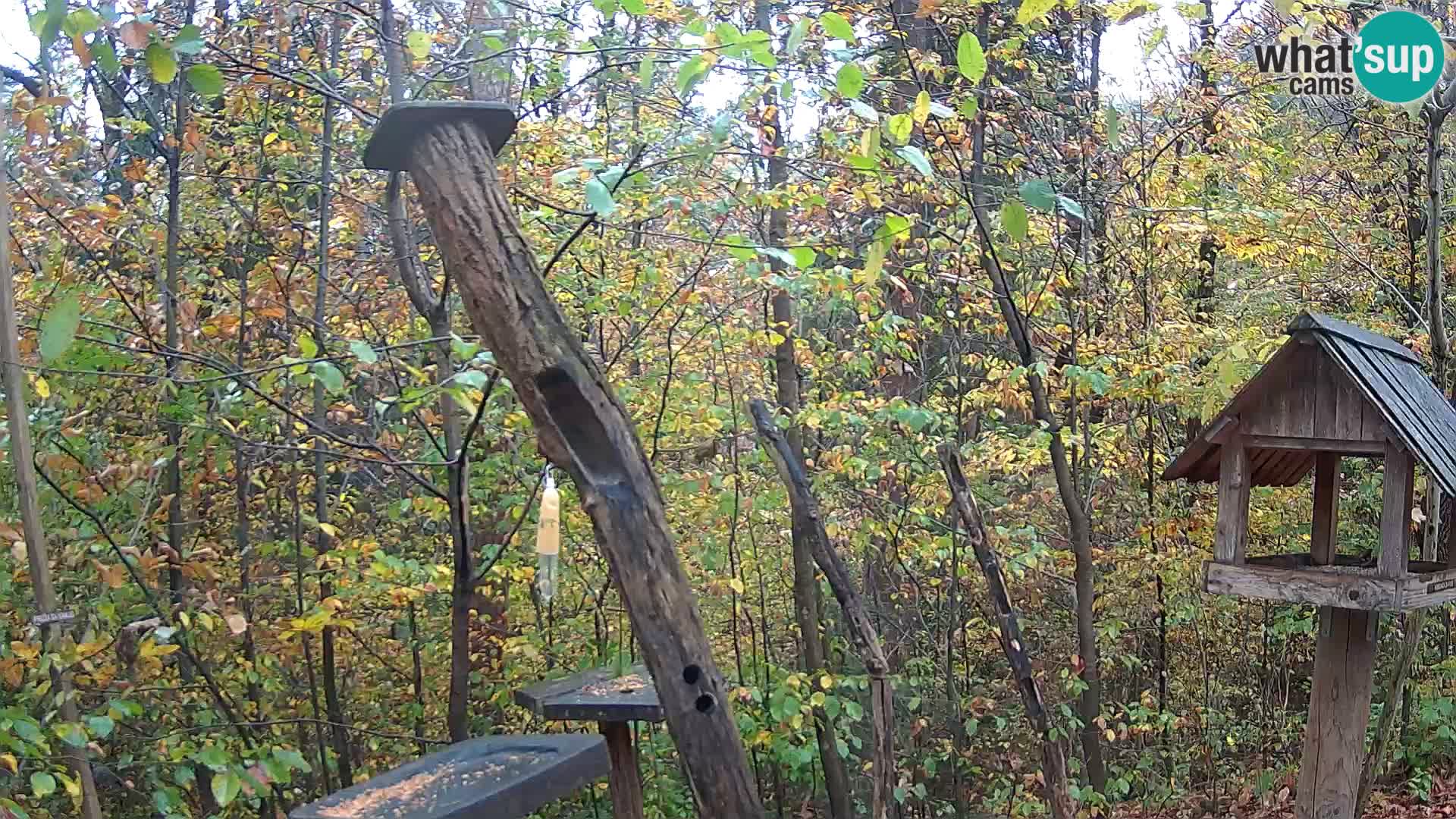 Hranilice za ptice u ZOO web kamera Ljubljana