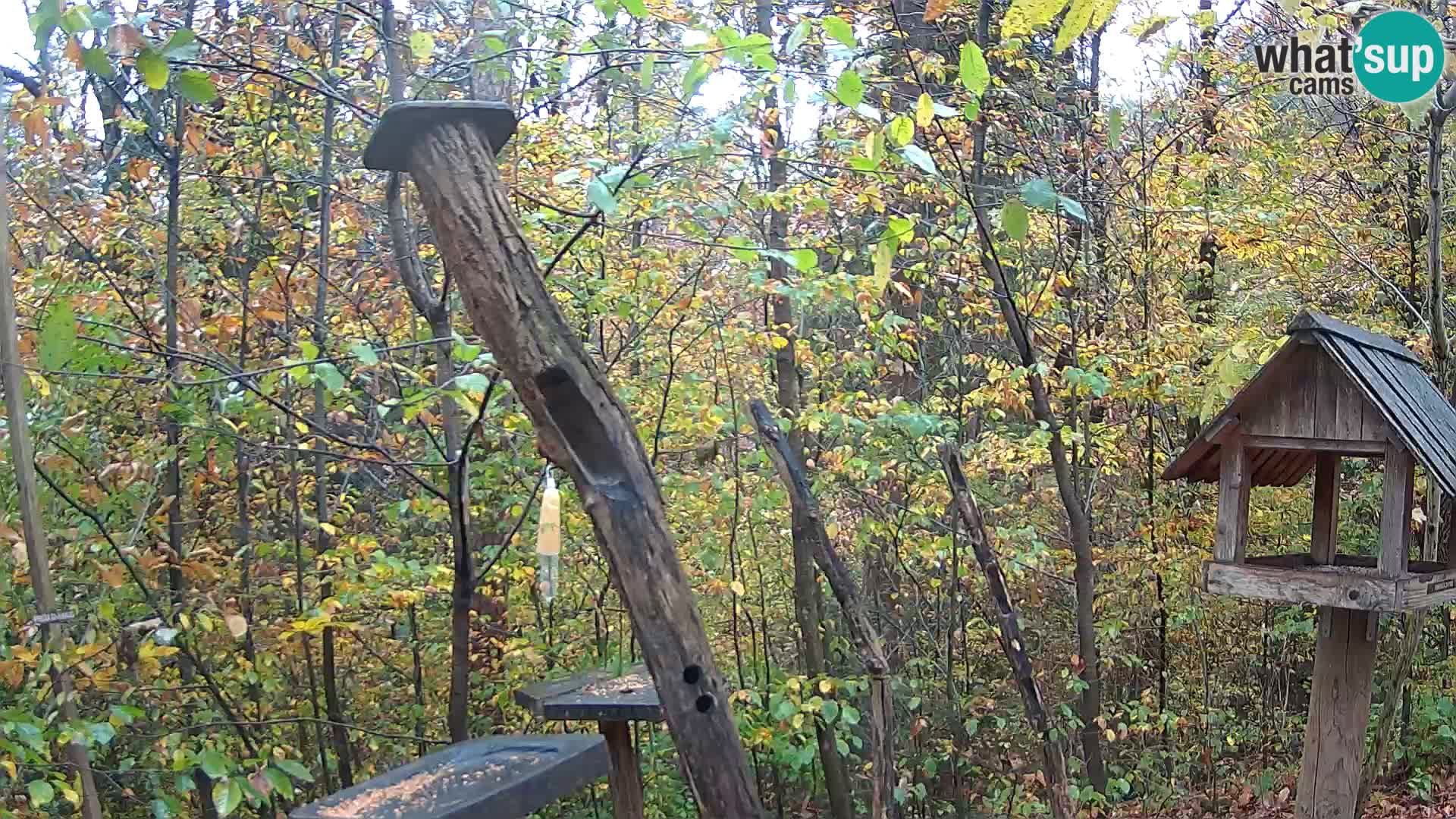 Hranilice za ptice u ZOO web kamera Ljubljana