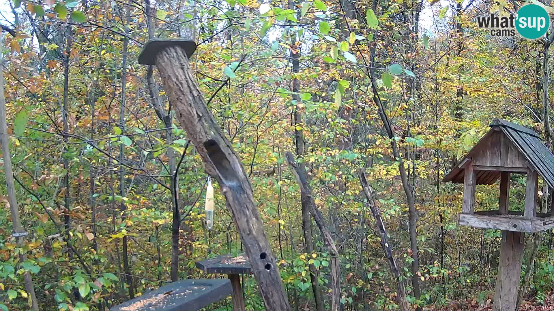 Hranilice za ptice u ZOO web kamera Ljubljana