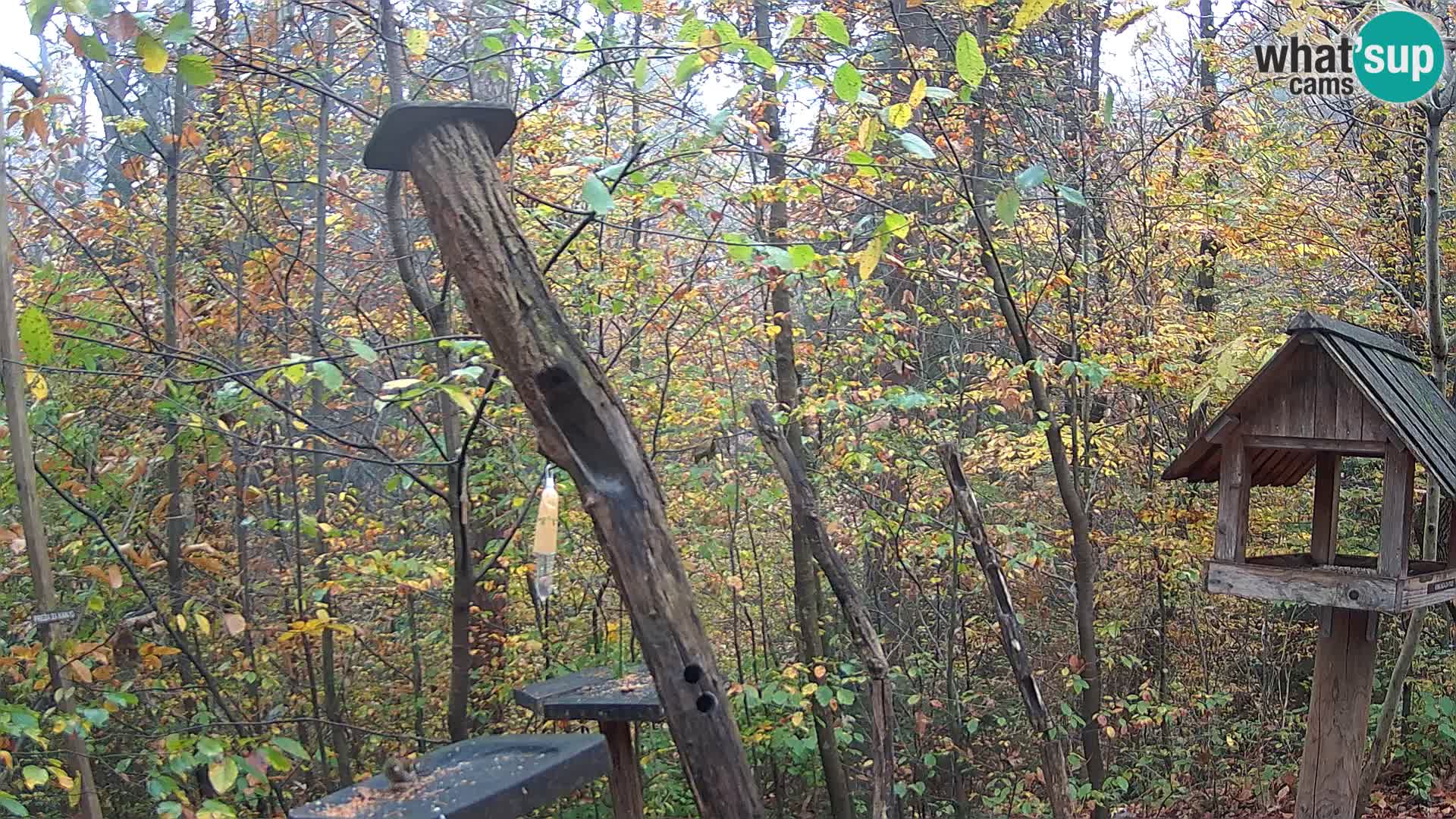Comederos para pájaros en ZOO Ljubljana camera en vivo