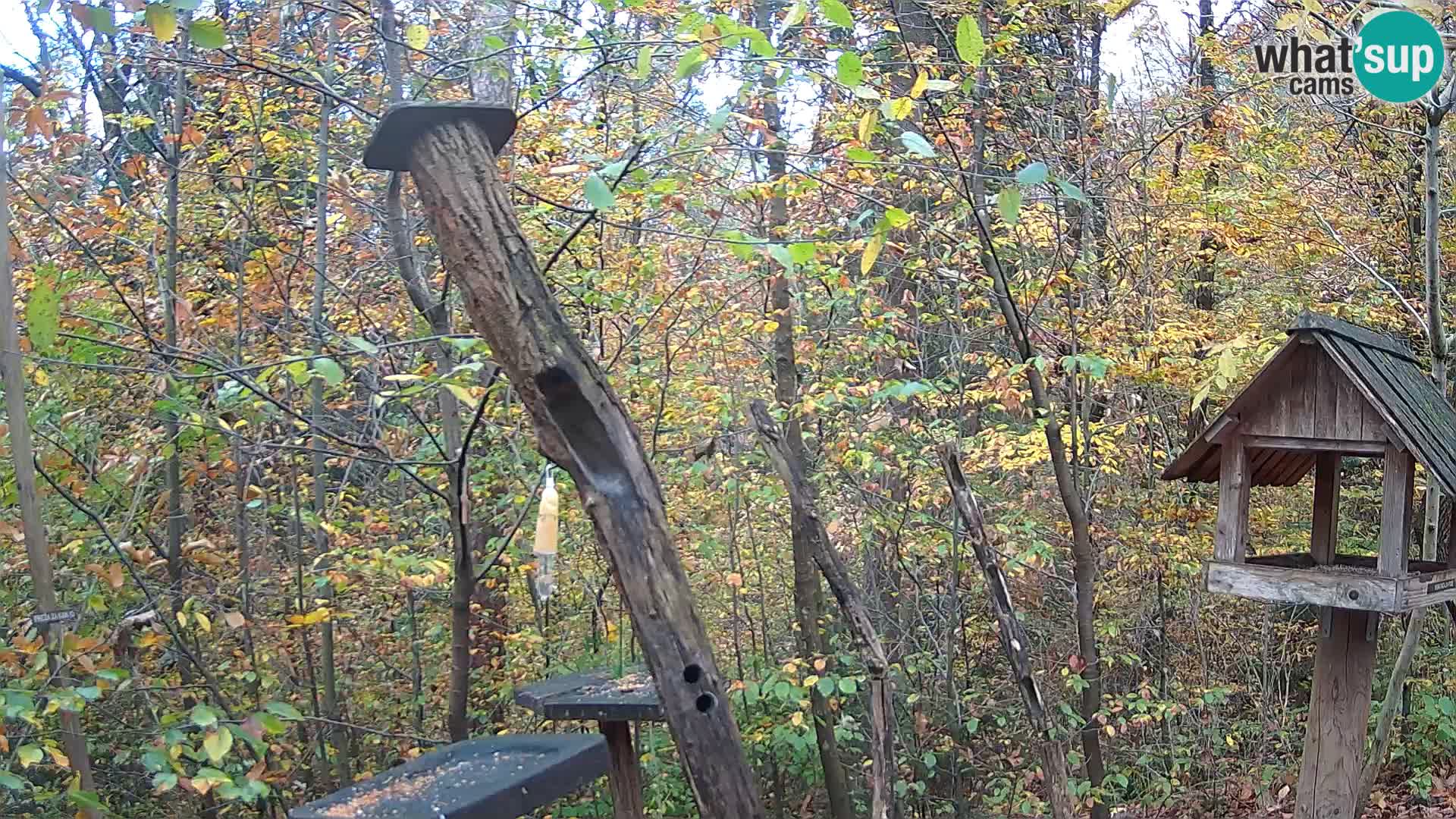 Vogelfutterhäuschen im ZOO webcam Ljubljana