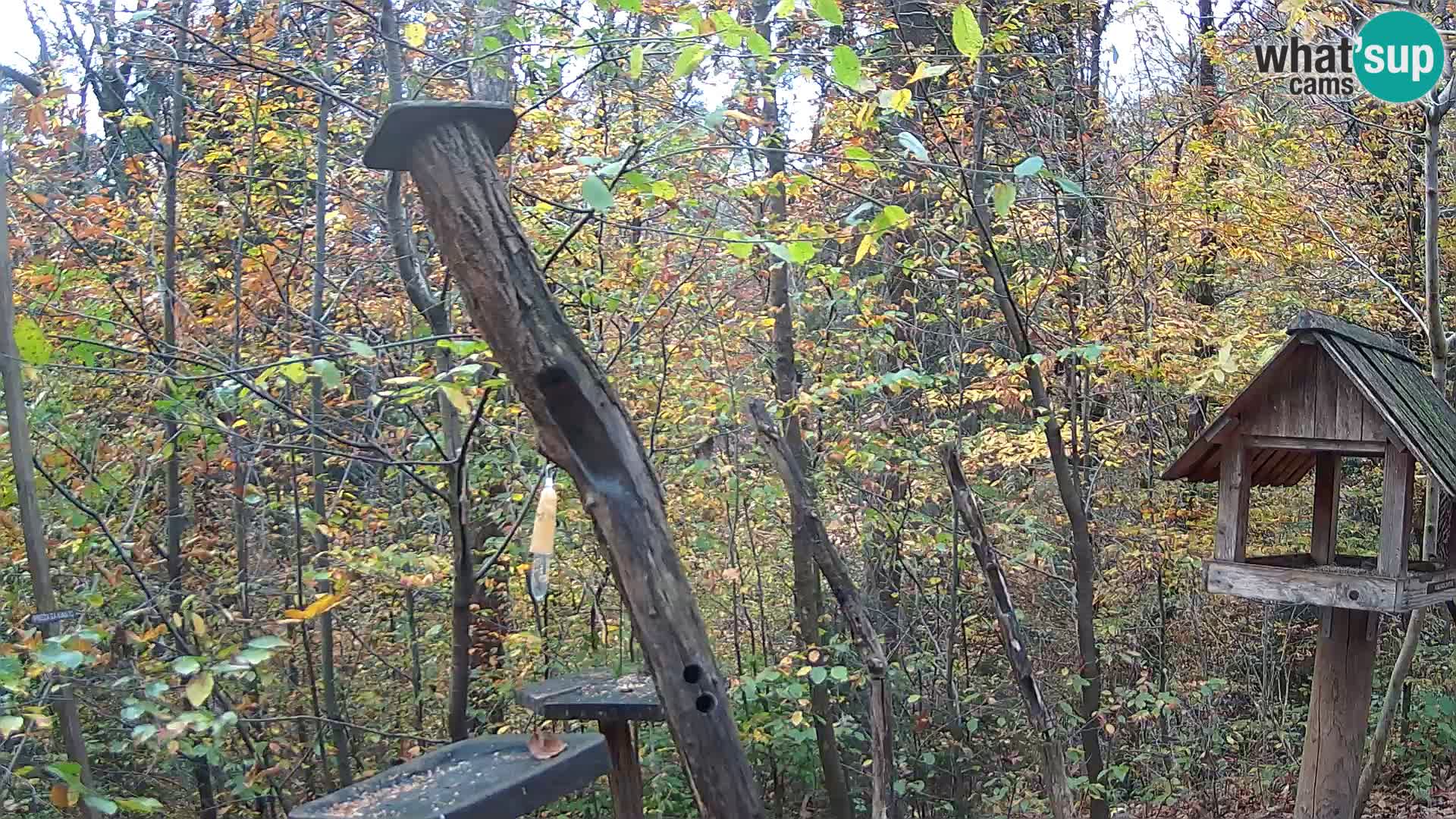 Comederos para pájaros en ZOO Ljubljana camera en vivo