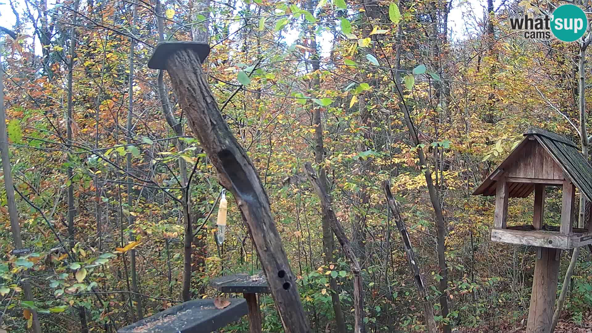 Hranilice za ptice u ZOO web kamera Ljubljana