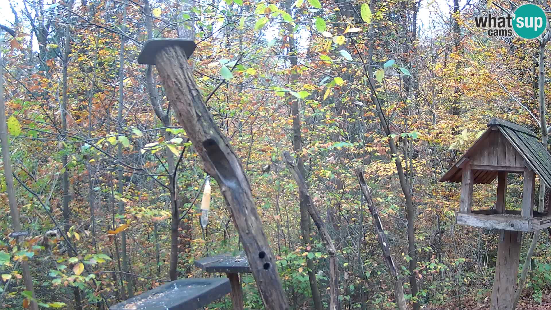 Hranilice za ptice u ZOO web kamera Ljubljana