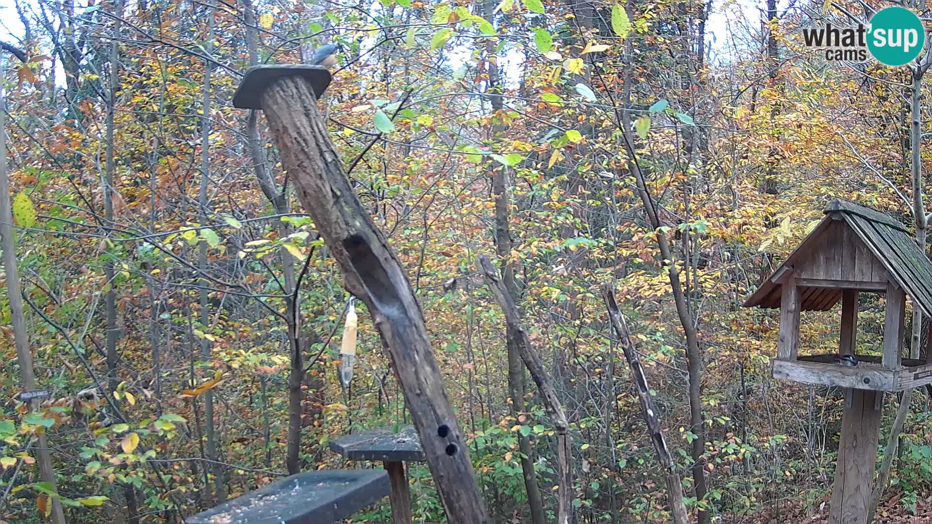 Hranilice za ptice u ZOO web kamera Ljubljana