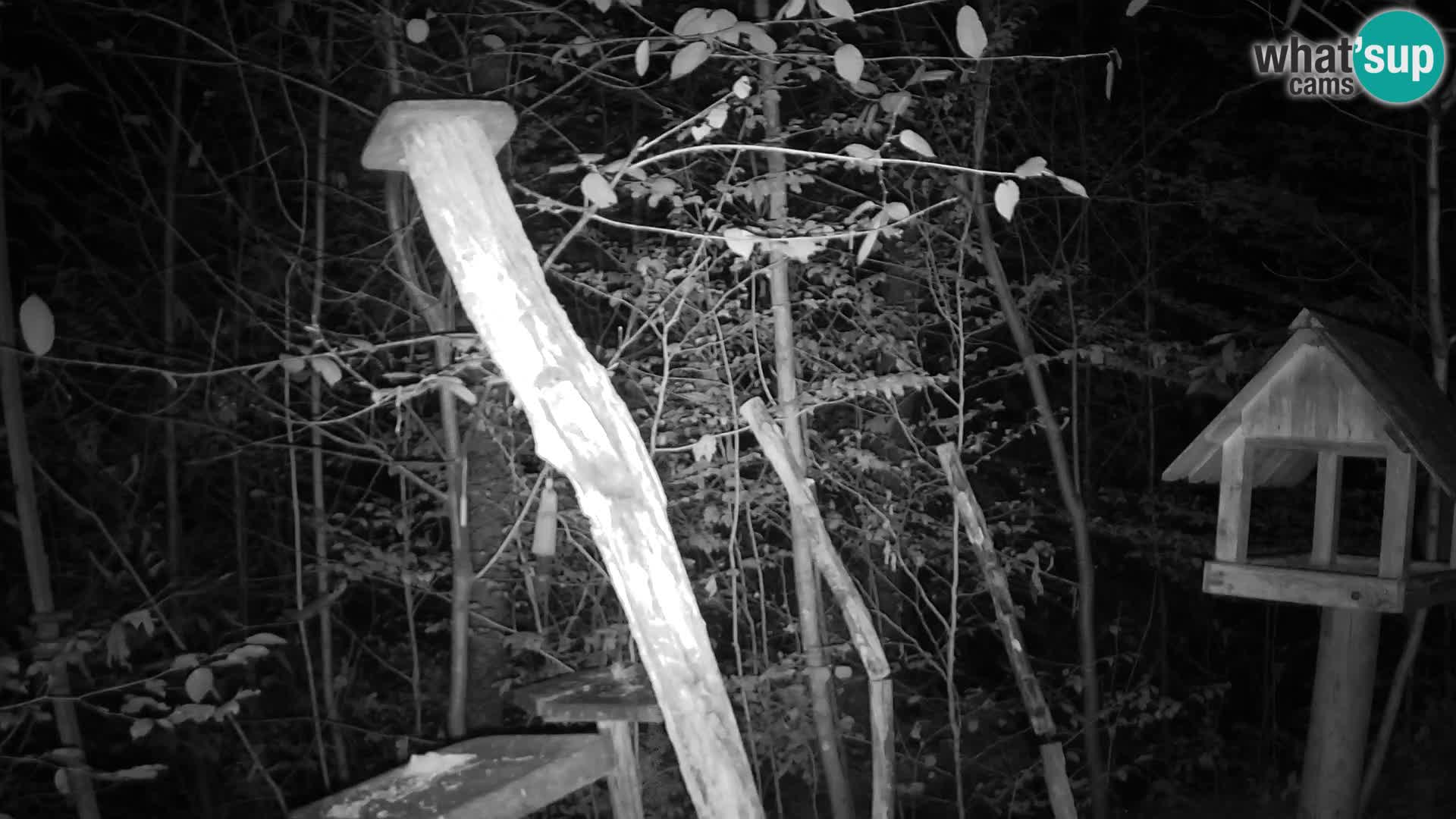 Vogelfutterhäuschen im ZOO webcam Ljubljana