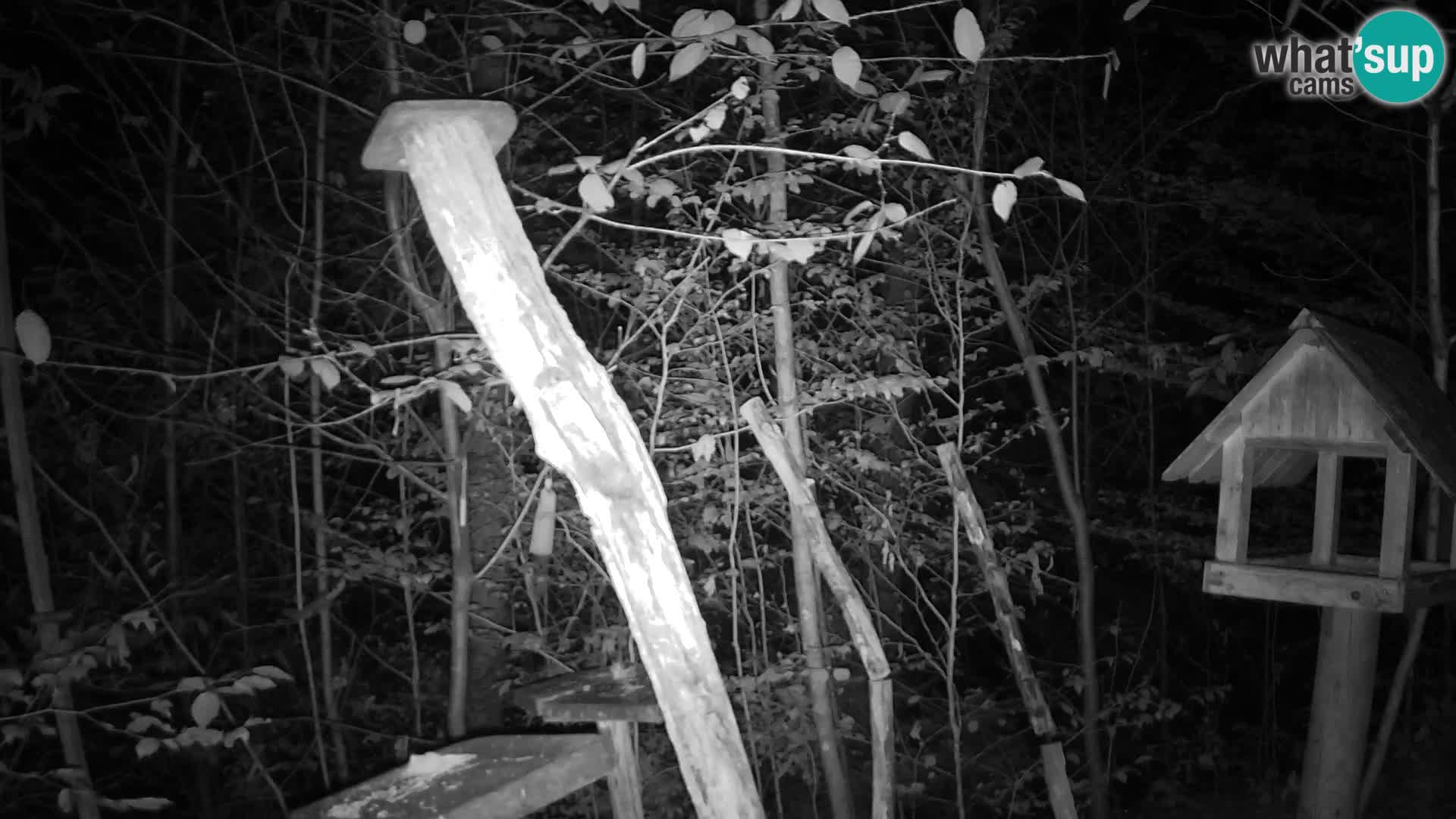 Bird feeders at ZOO Ljubljana webcam