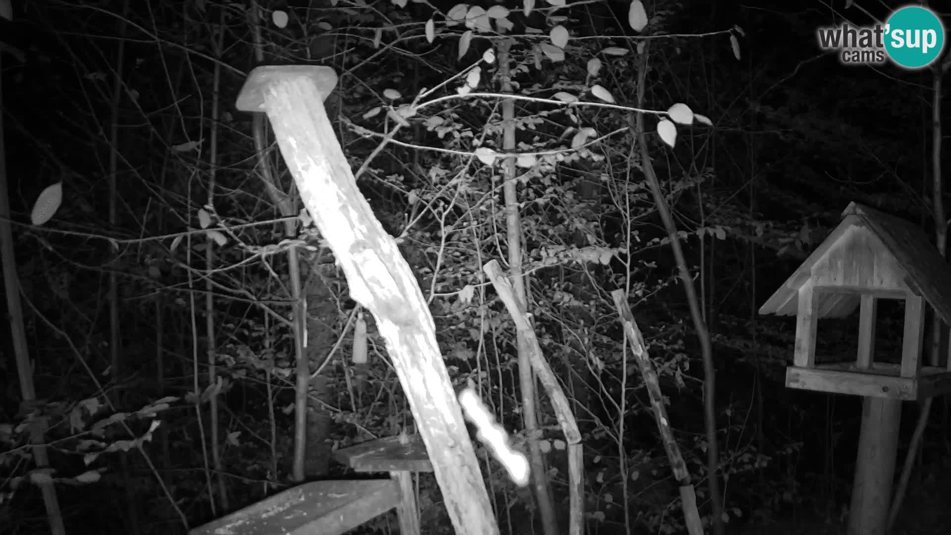 Hranilice za ptice u ZOO web kamera Ljubljana