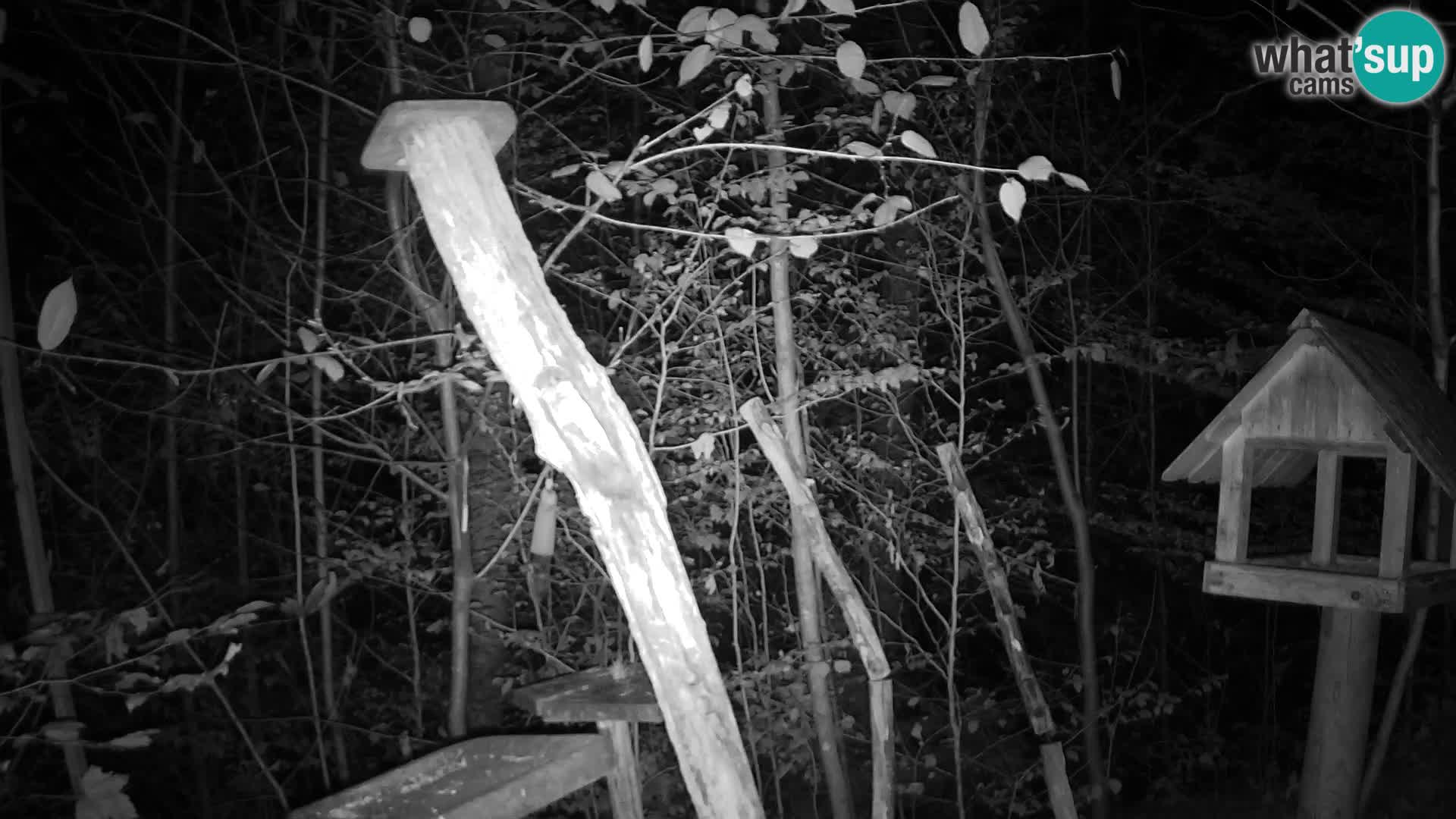 Hranilice za ptice u ZOO web kamera Ljubljana