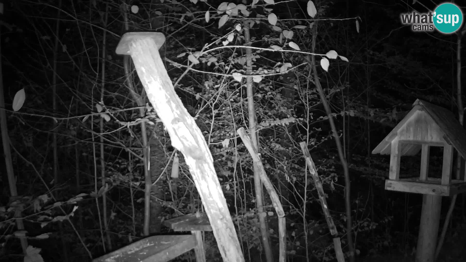 Bird feeders at ZOO Ljubljana webcam