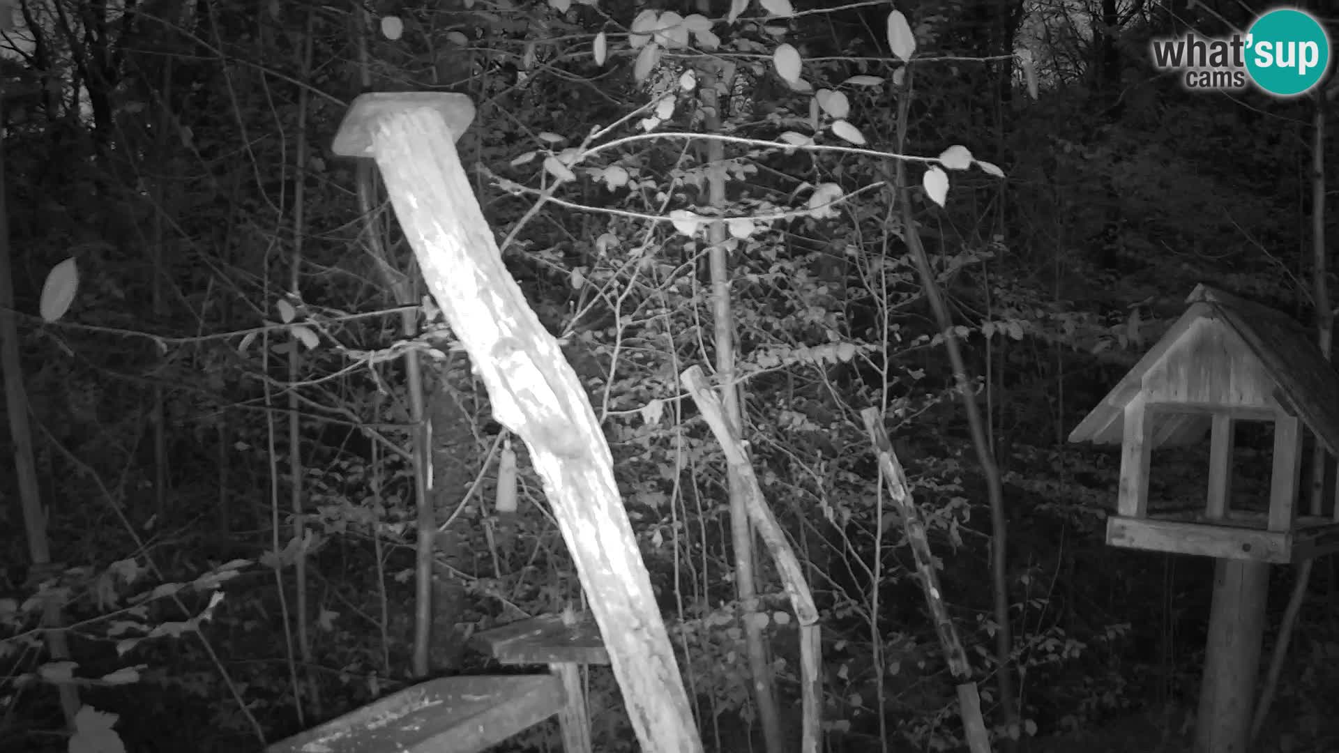 Vogelfutterhäuschen im ZOO webcam Ljubljana