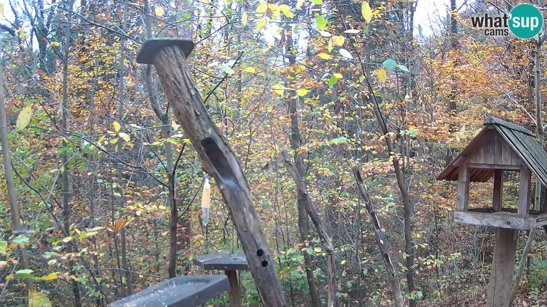 Mangiatoie per uccelli allo ZOO di Lubiana livecam