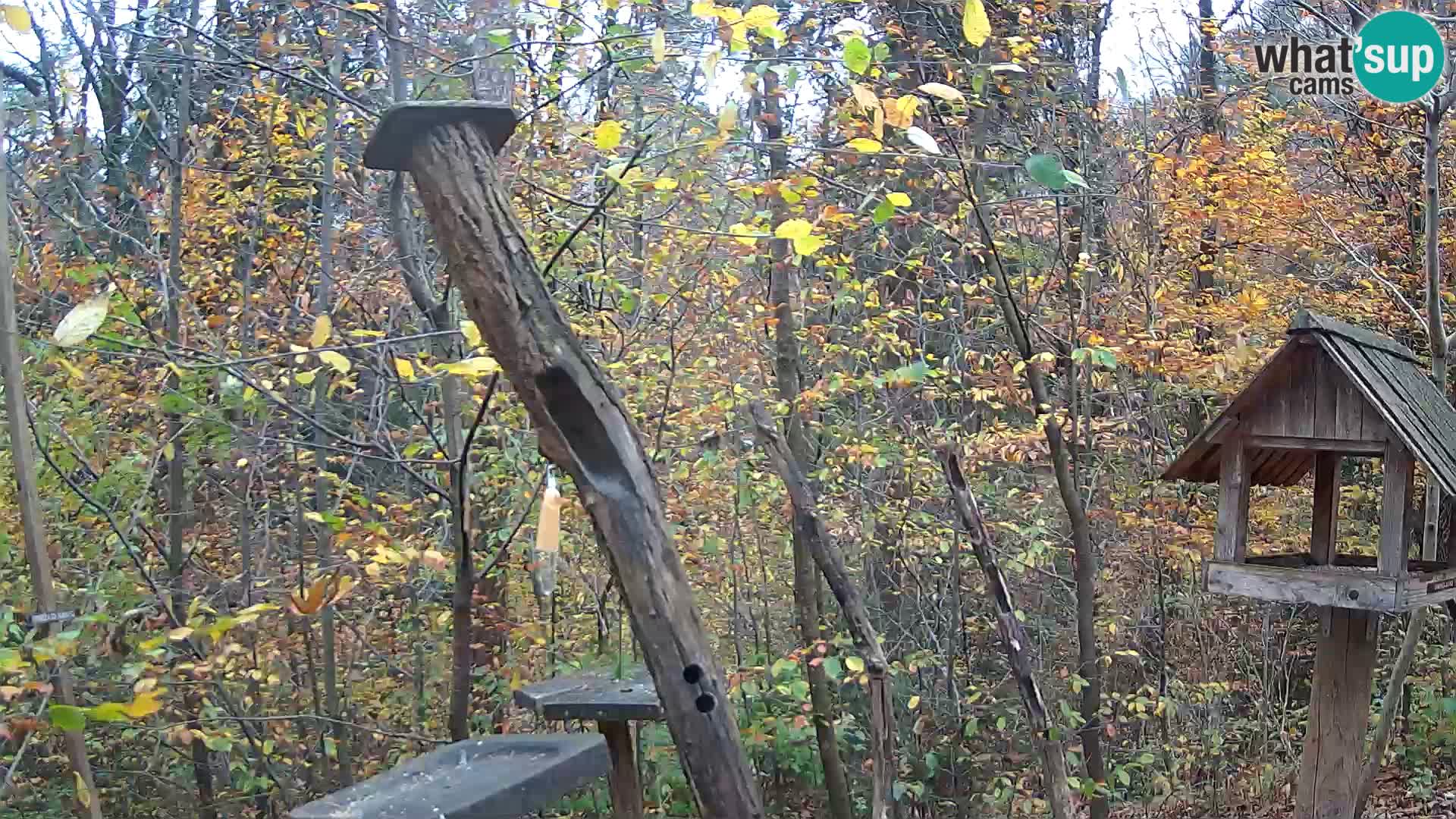 Comederos para pájaros en ZOO Ljubljana camera en vivo