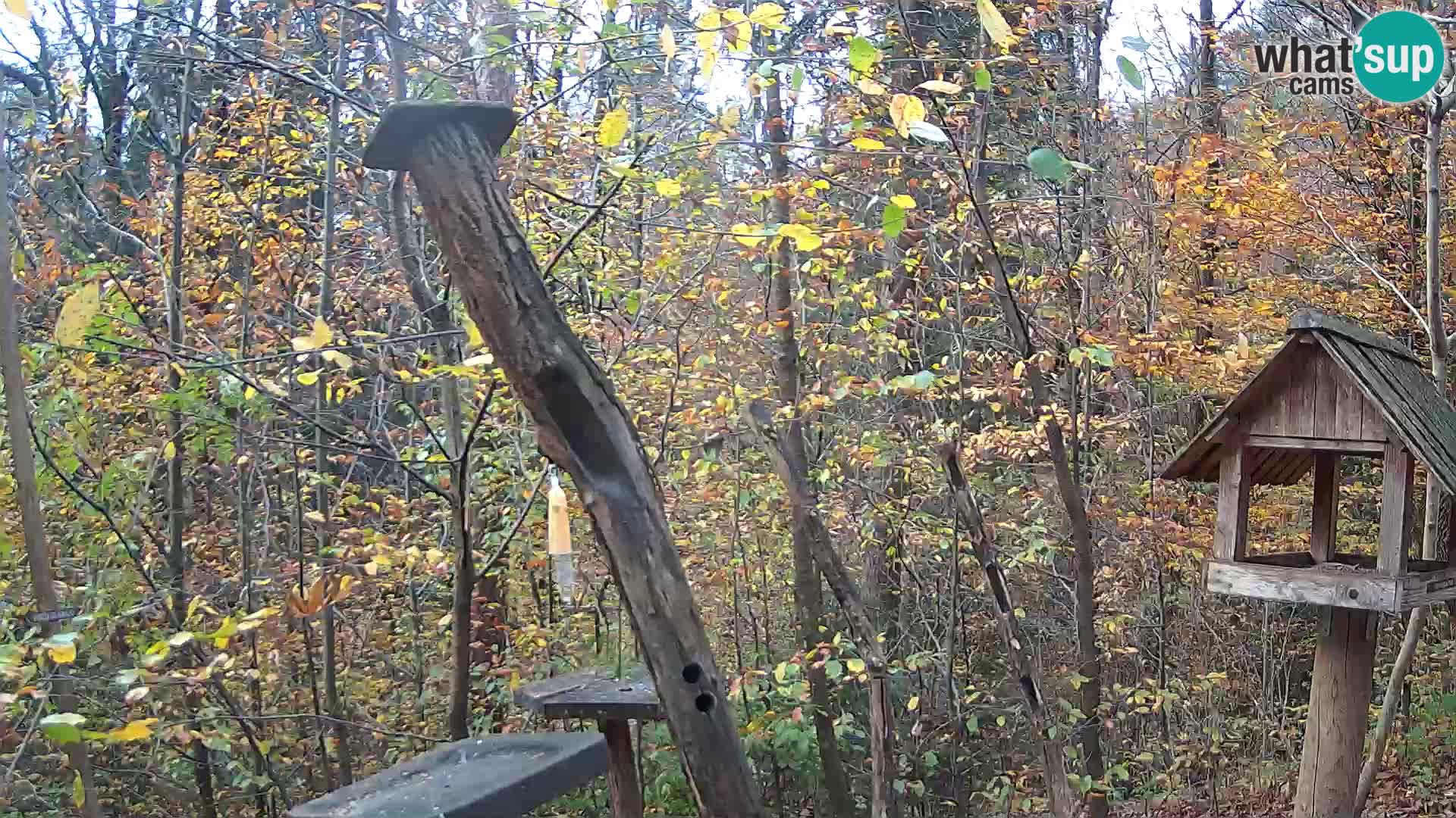 Hranilice za ptice u ZOO web kamera Ljubljana