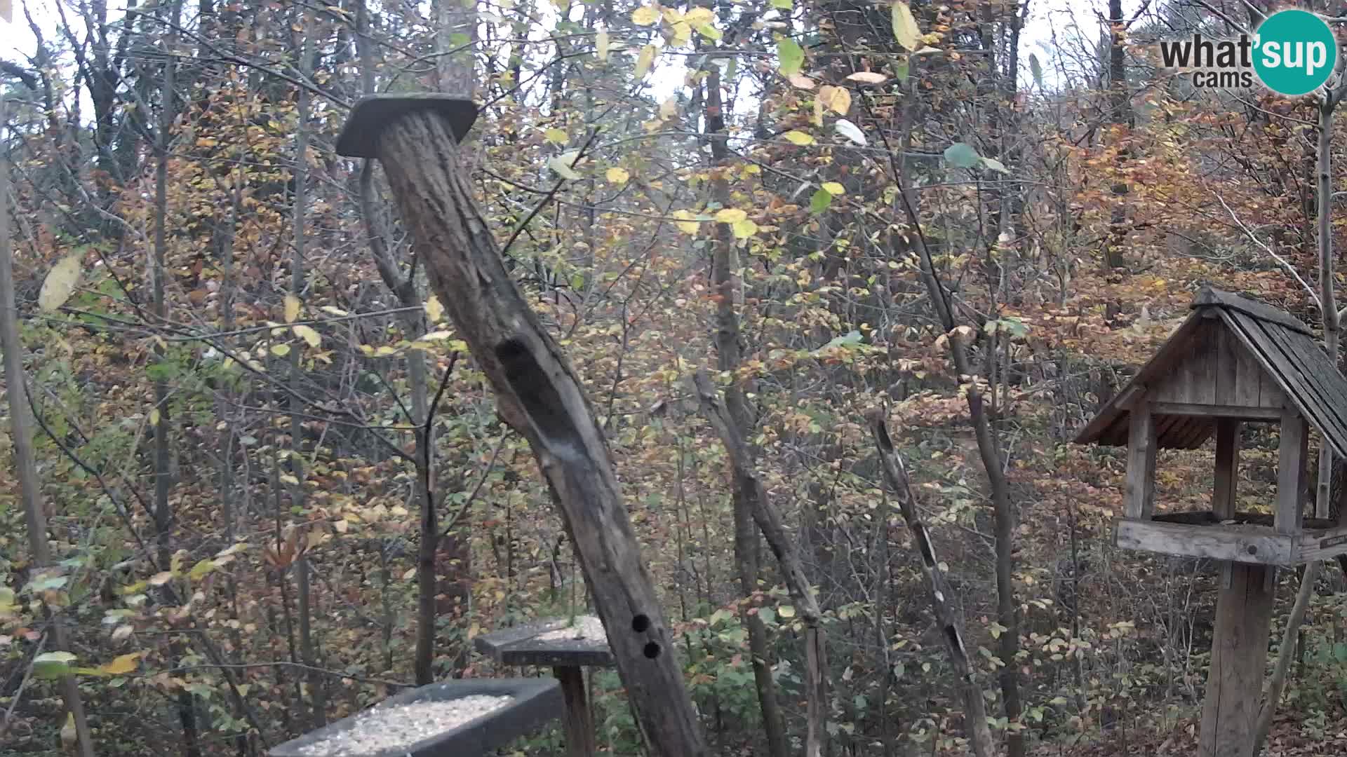 Vogelfutterhäuschen im ZOO webcam Ljubljana